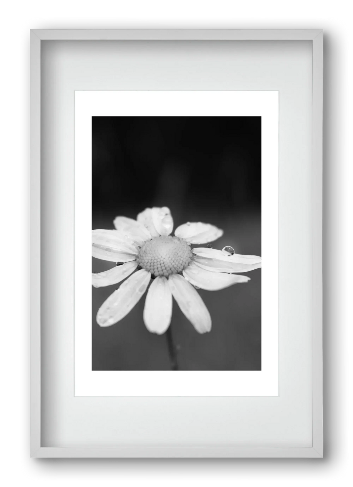 Chamomile - artbridge