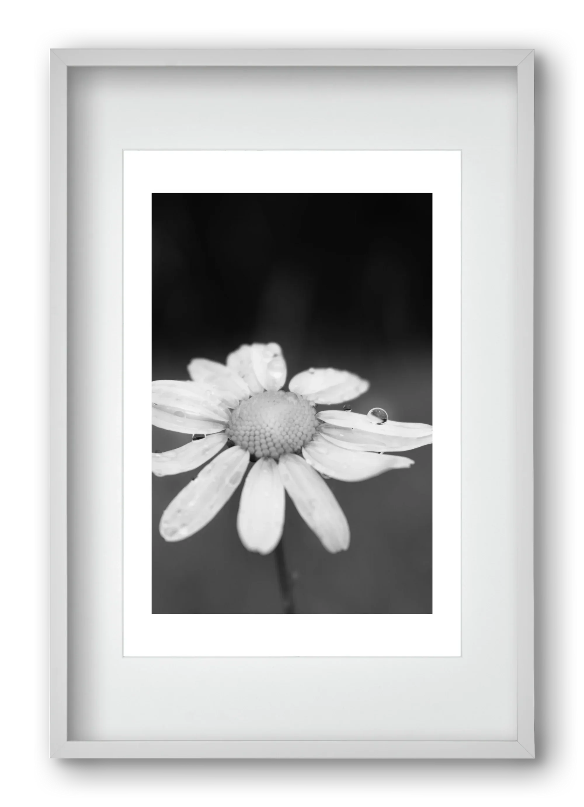 Chamomile - artbridge