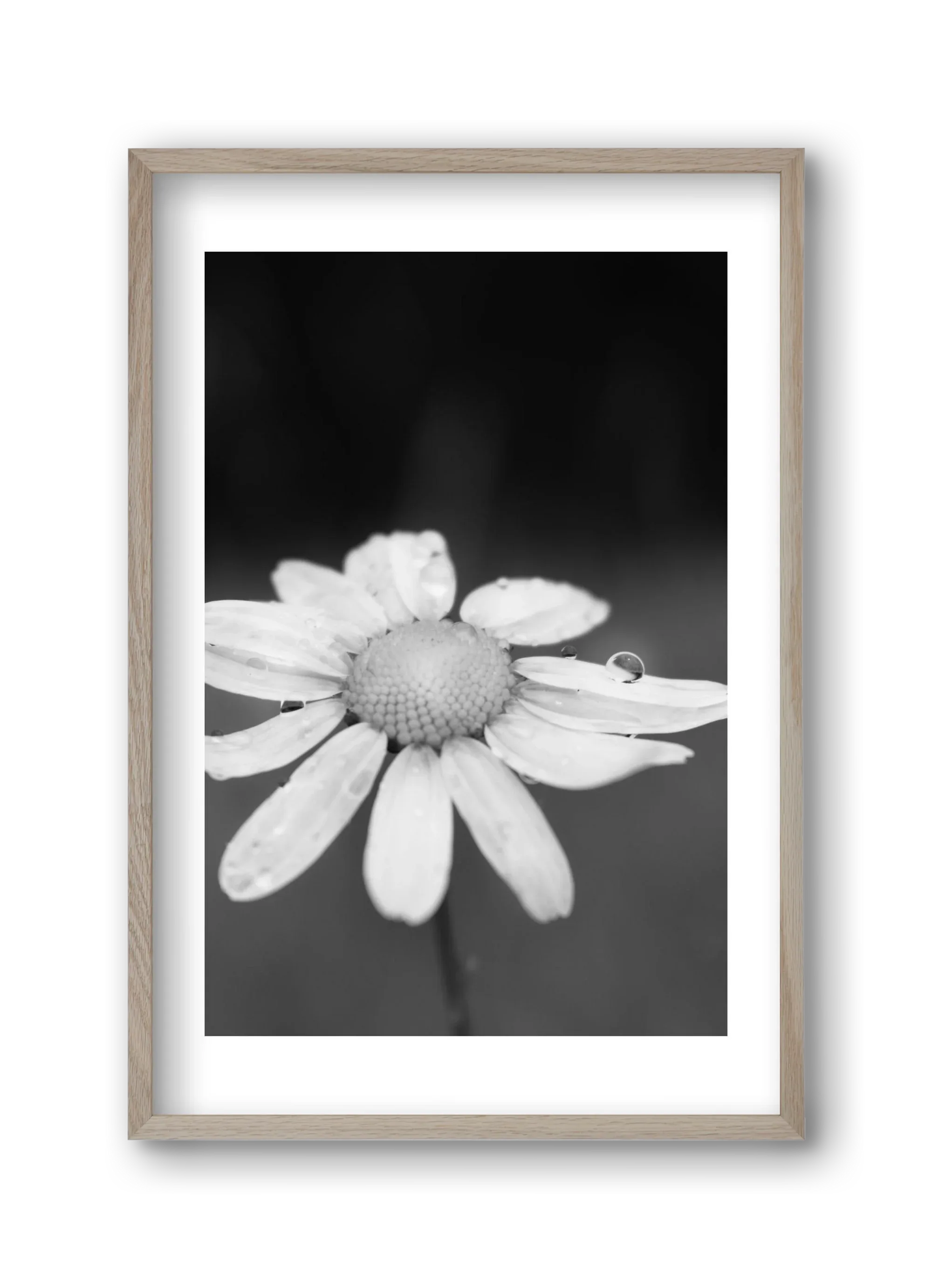Chamomile - artbridge