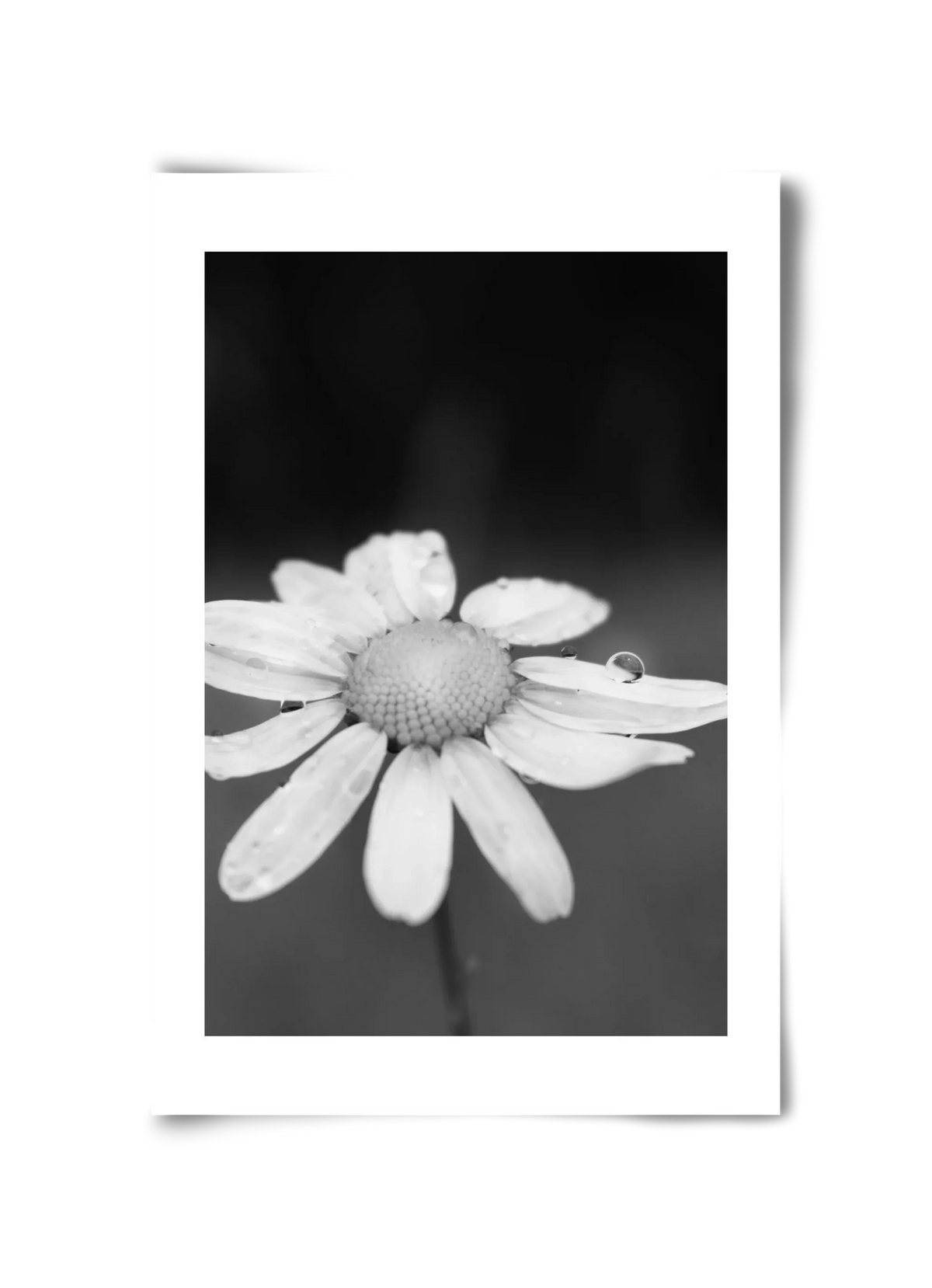 Chamomile - artbridge