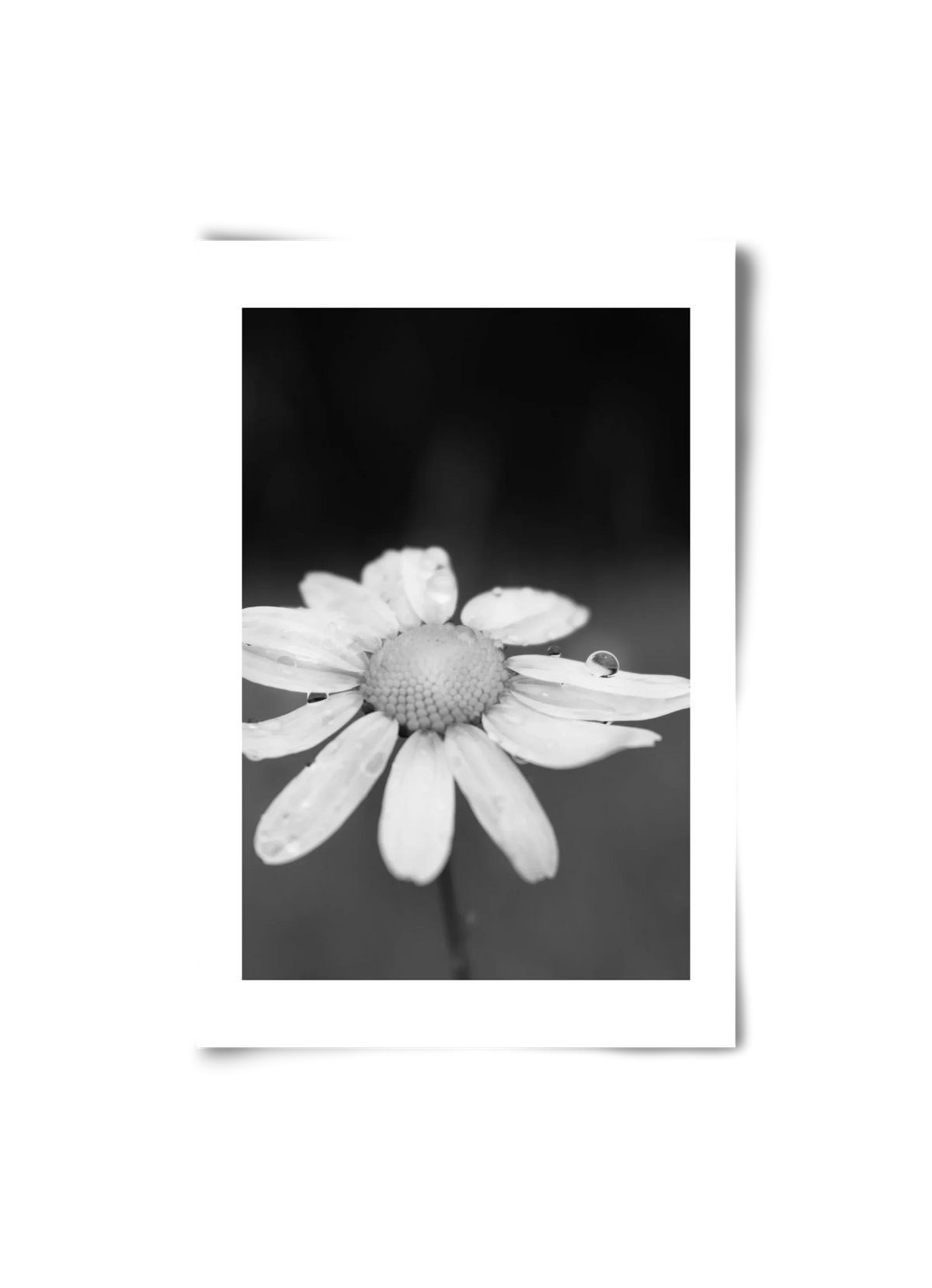 Chamomile - artbridge