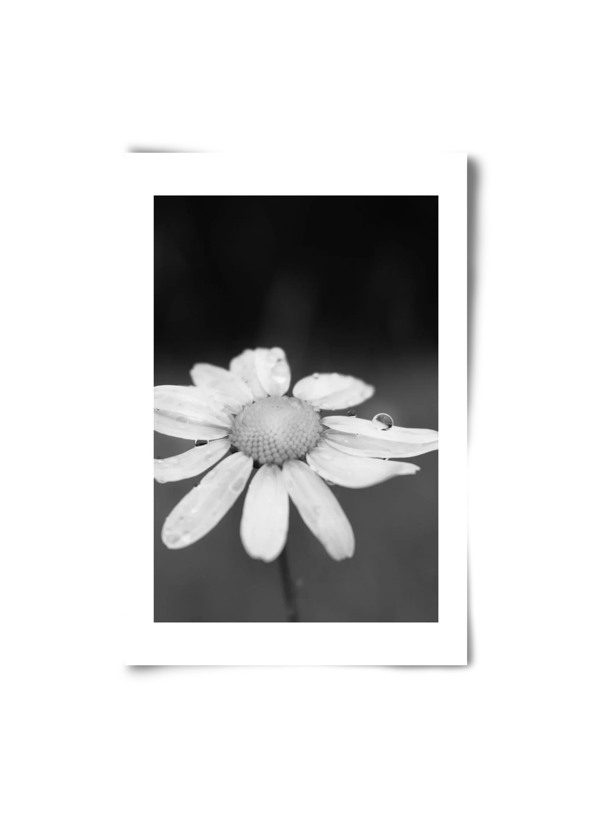 Chamomile - artbridge