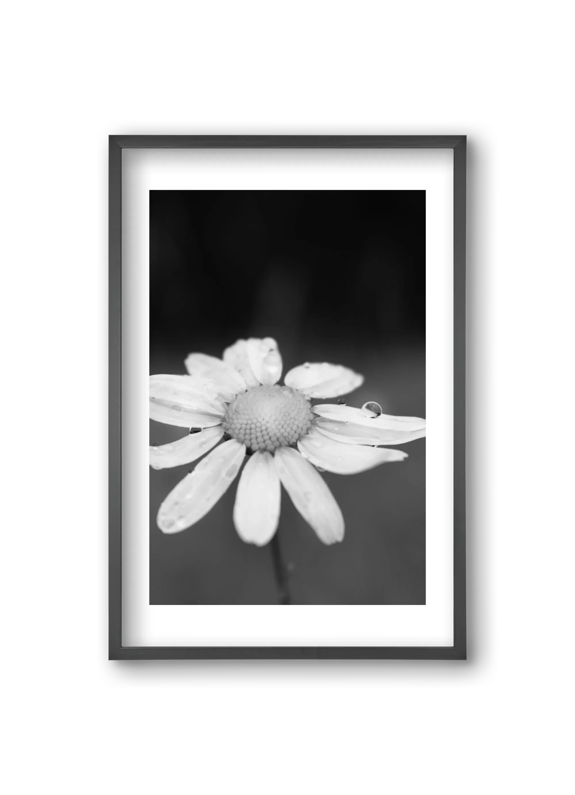 Chamomile - artbridge