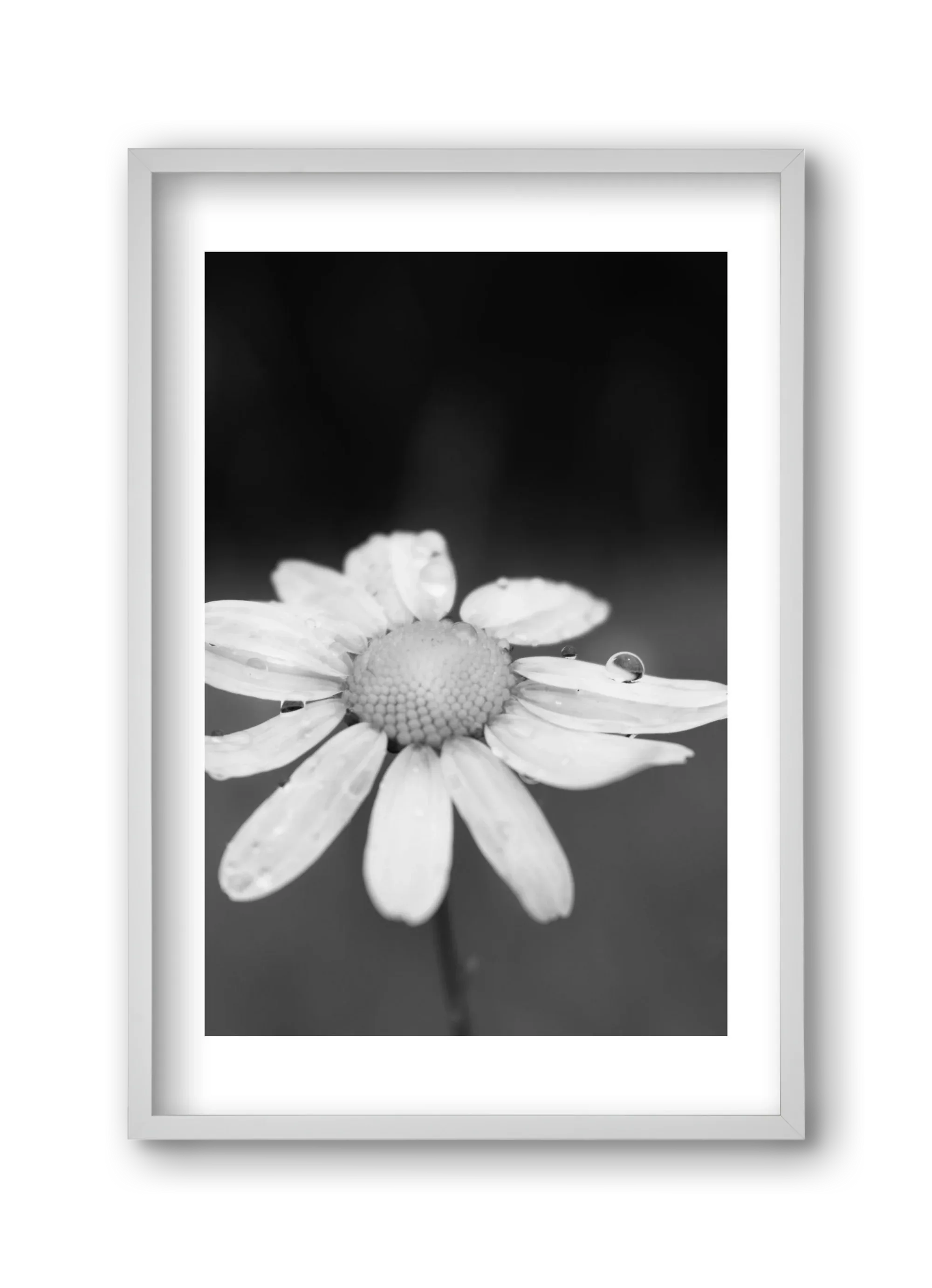 Chamomile - artbridge