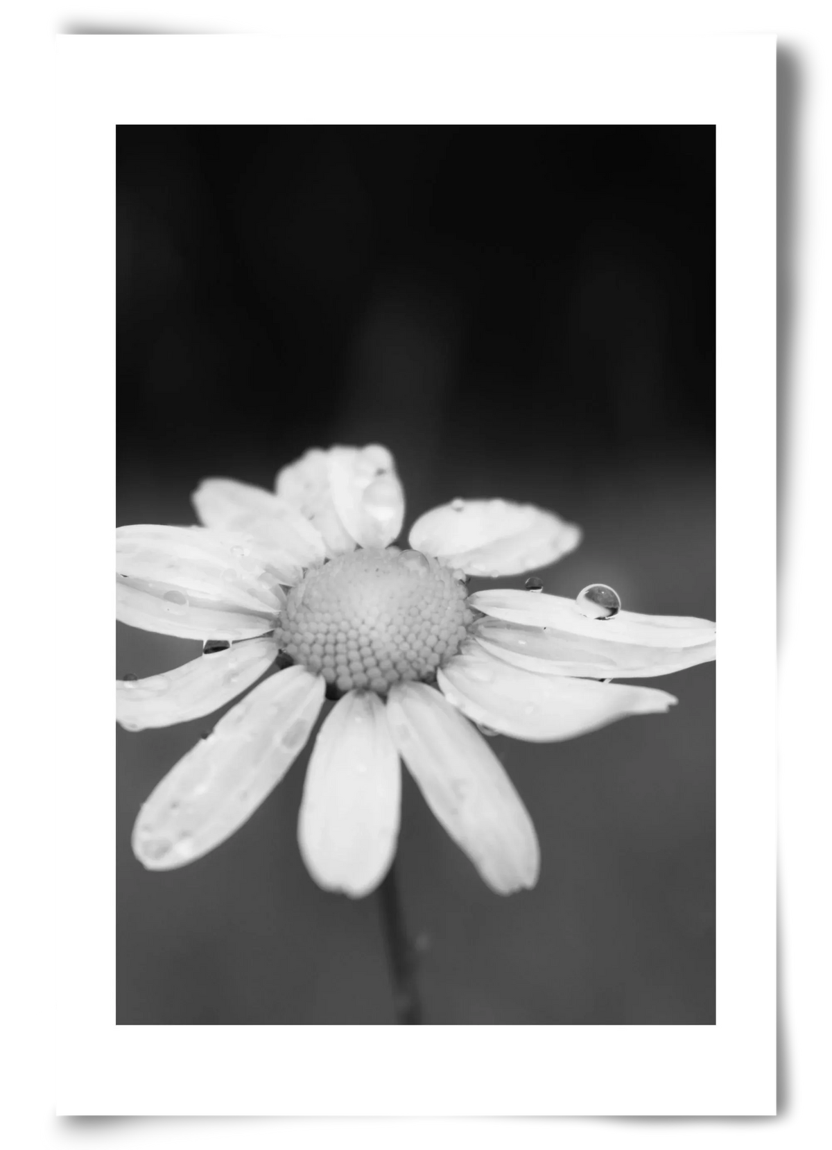 Chamomile - artbridge