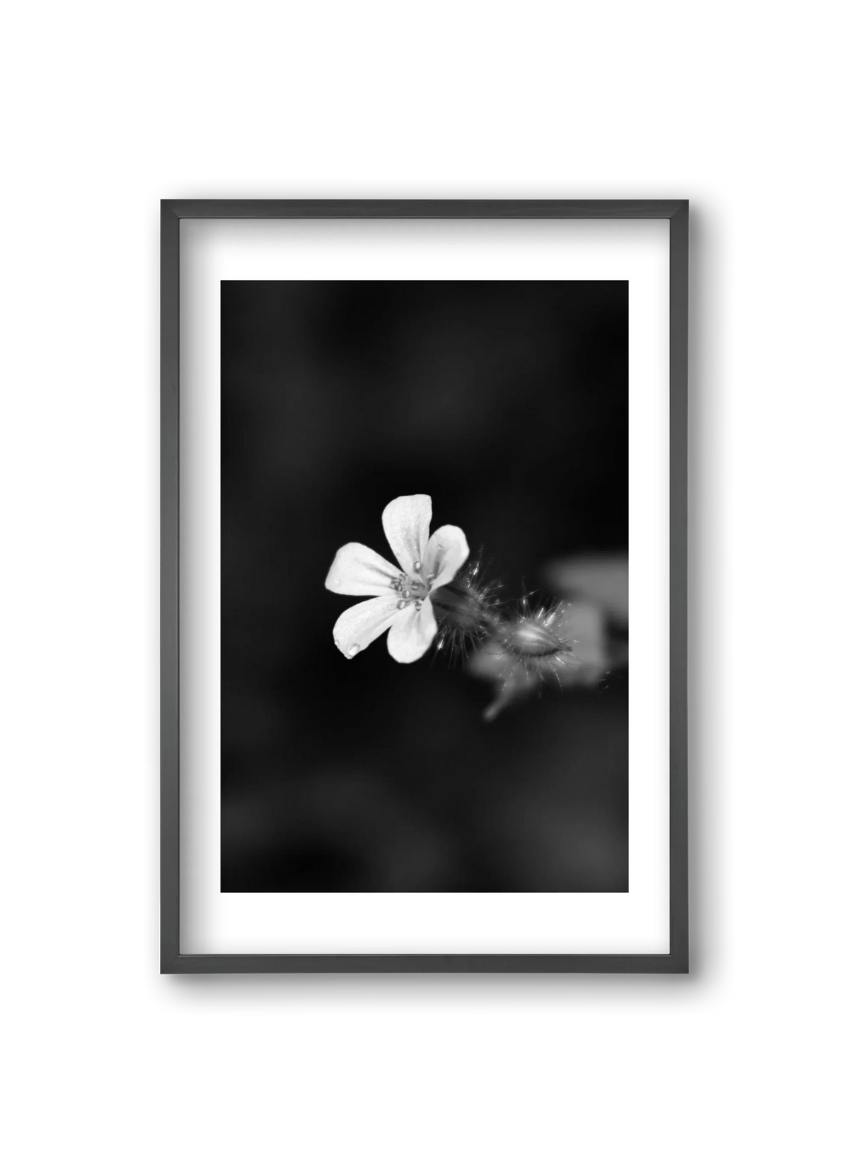 Geranium - artbridge
