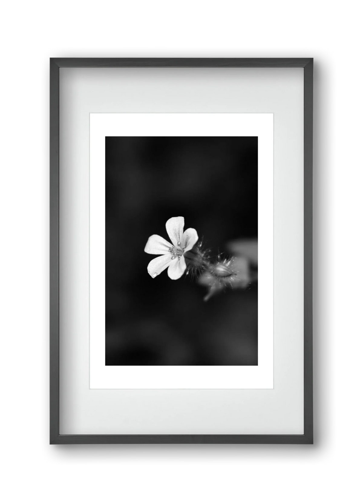 Geranium - artbridge