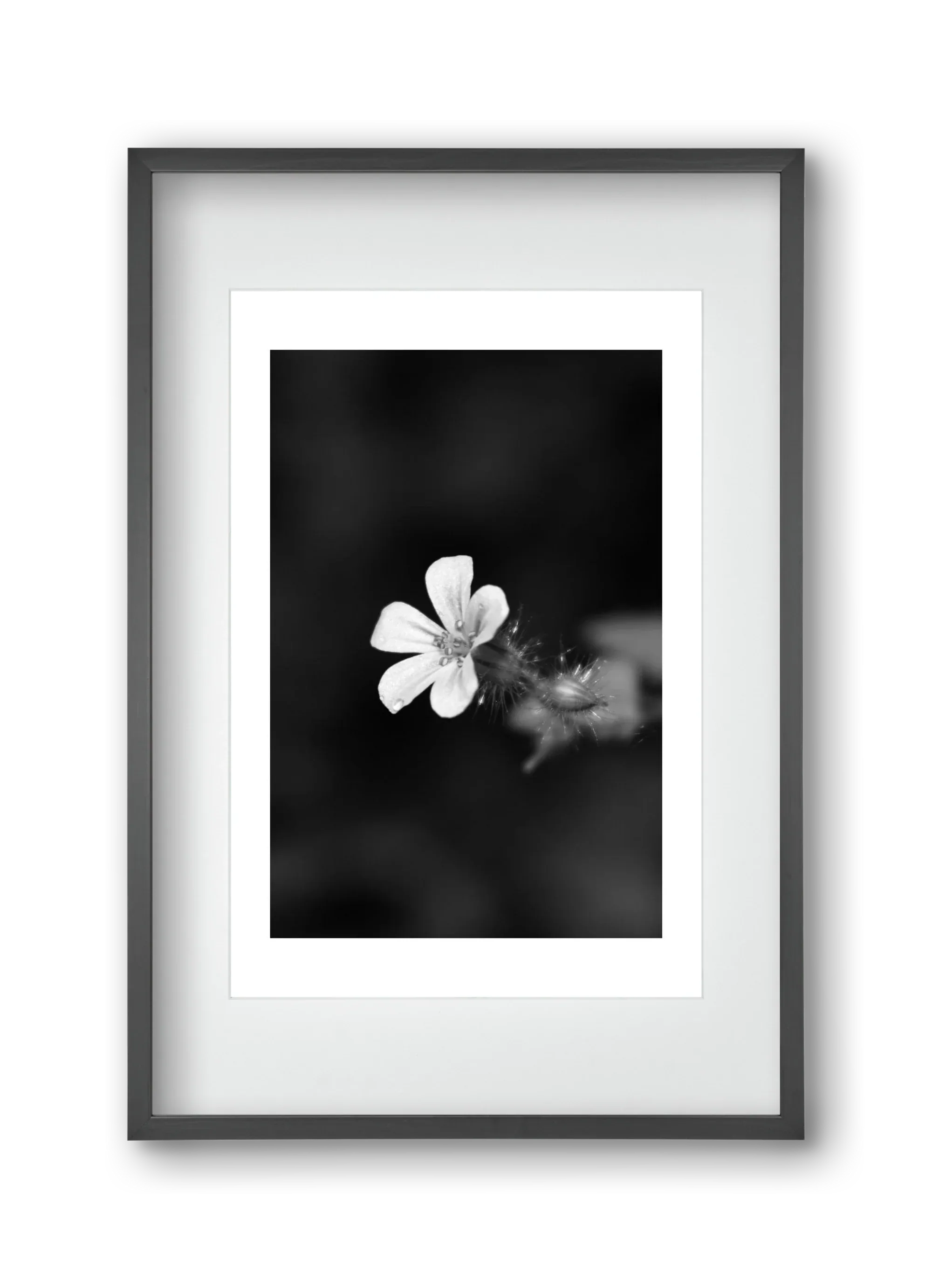 Geranium - artbridge