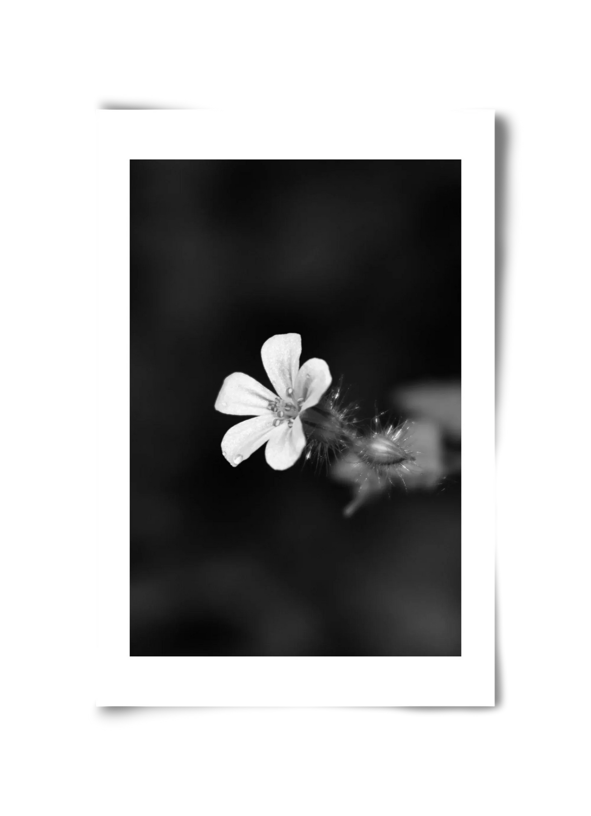 Geranium - artbridge