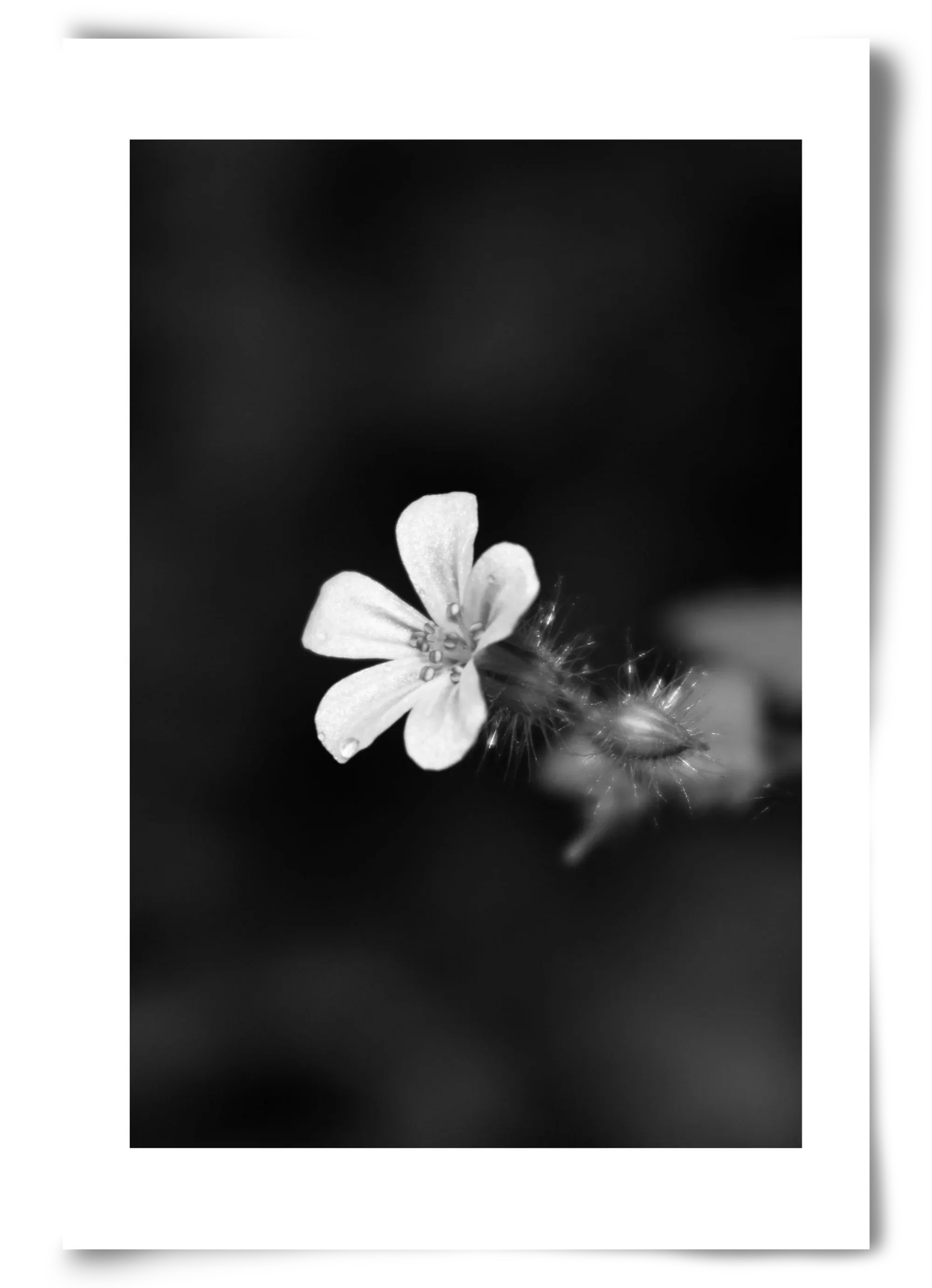 Geranium - artbridge
