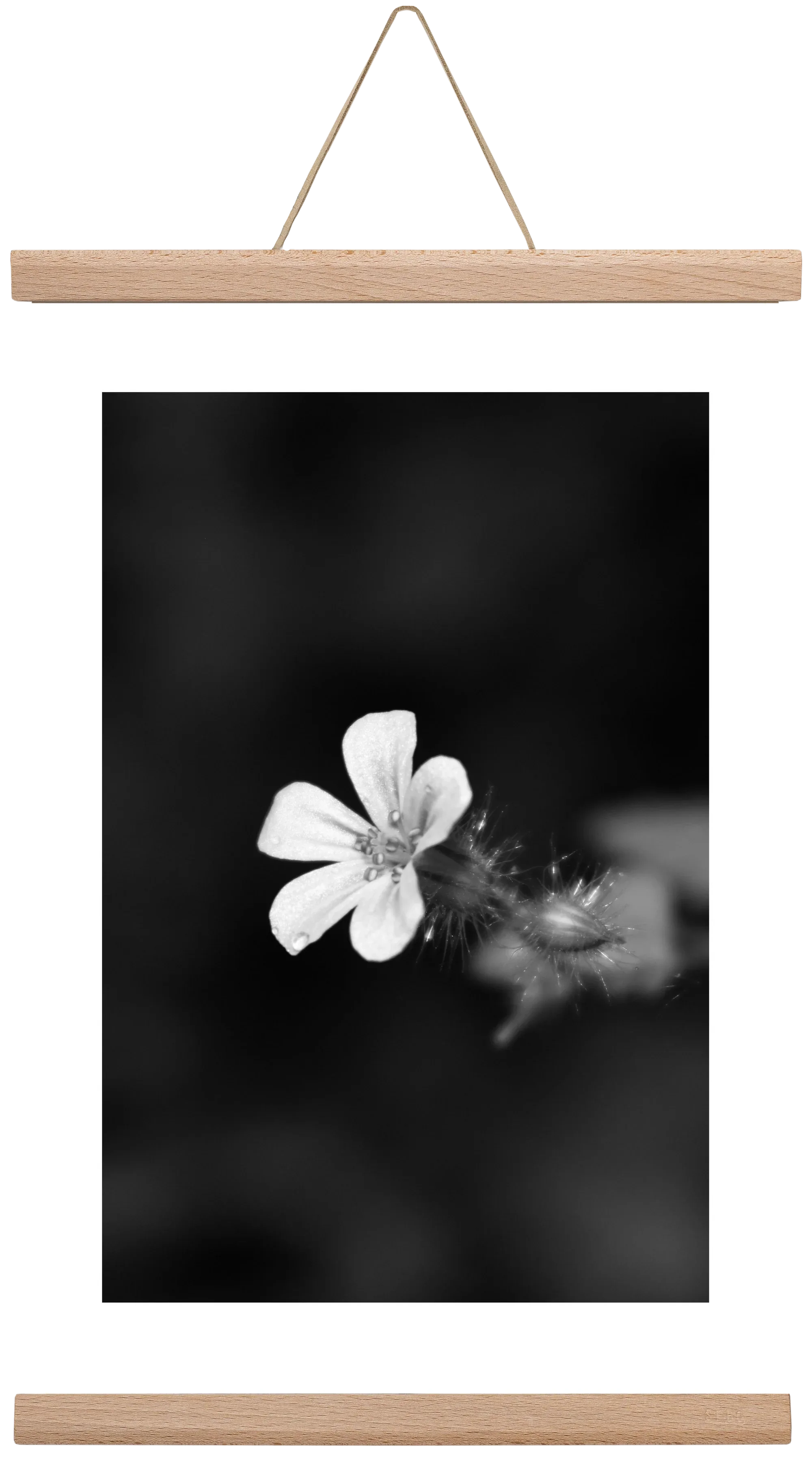 Geranium - artbridge