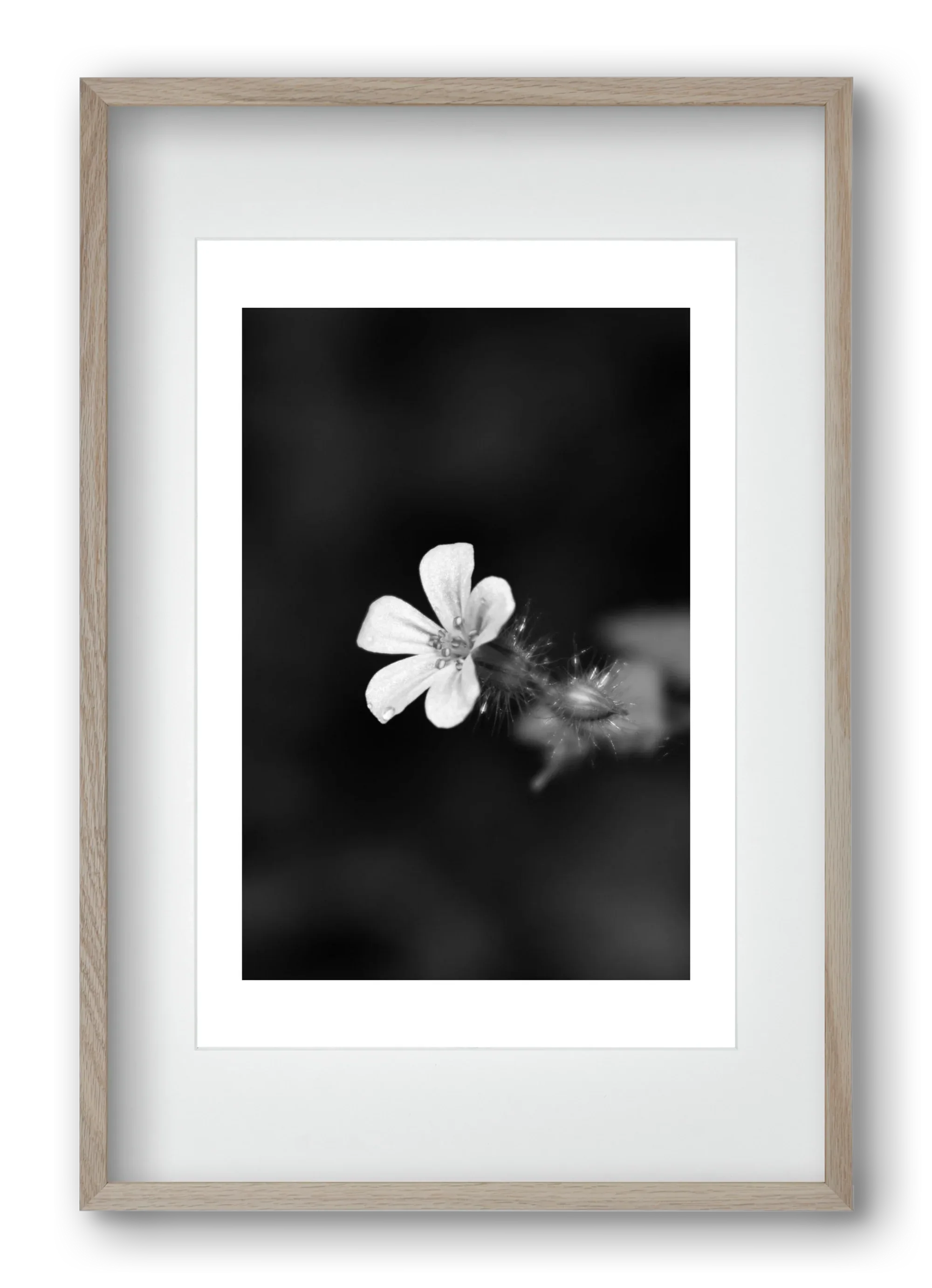 Geranium - artbridge