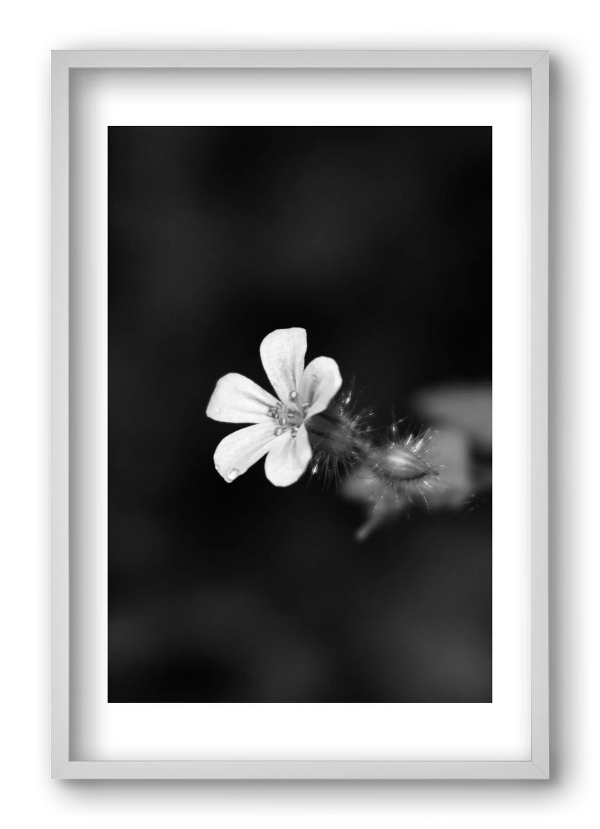 Geranium - artbridge