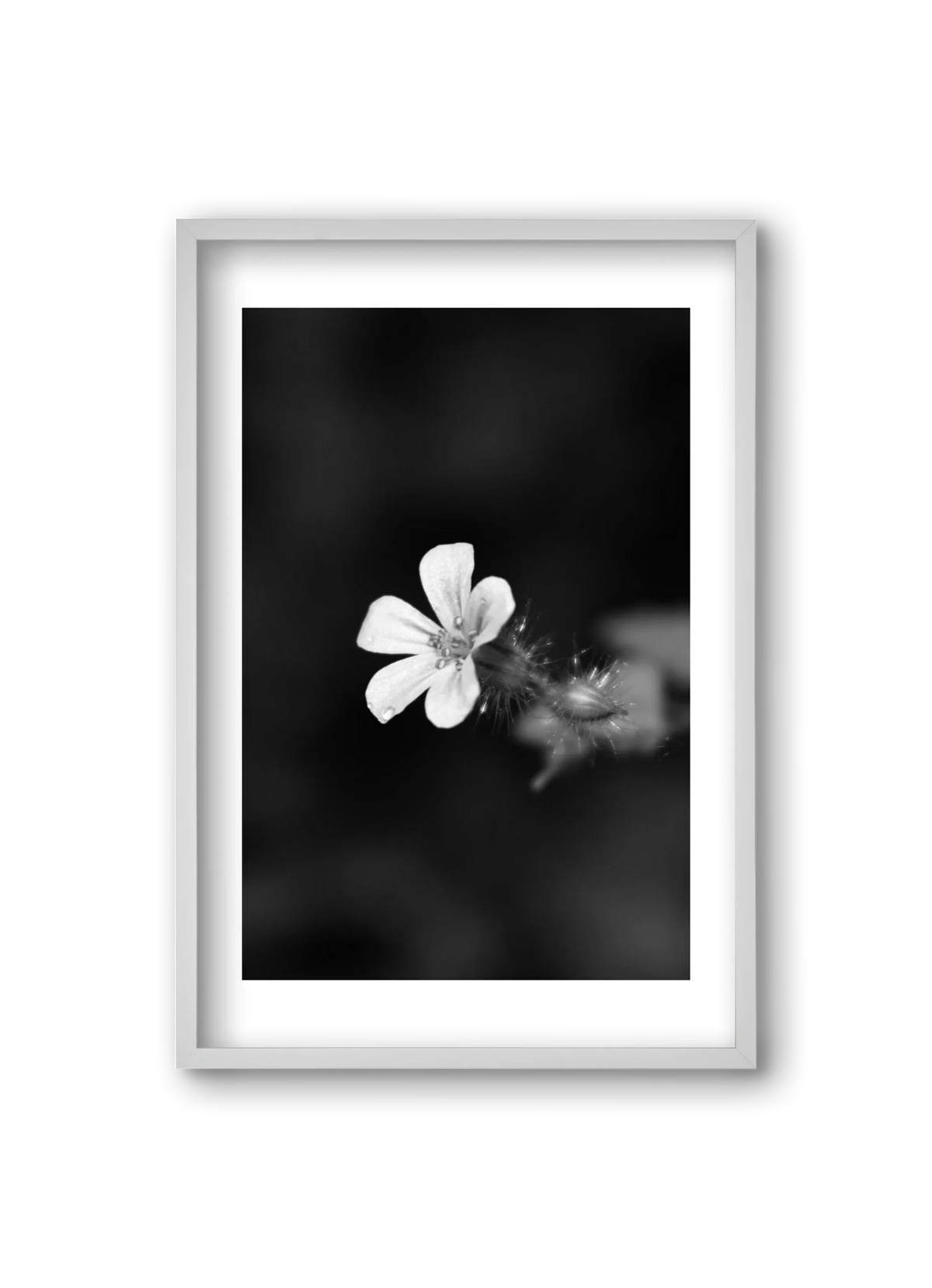 Geranium - artbridge