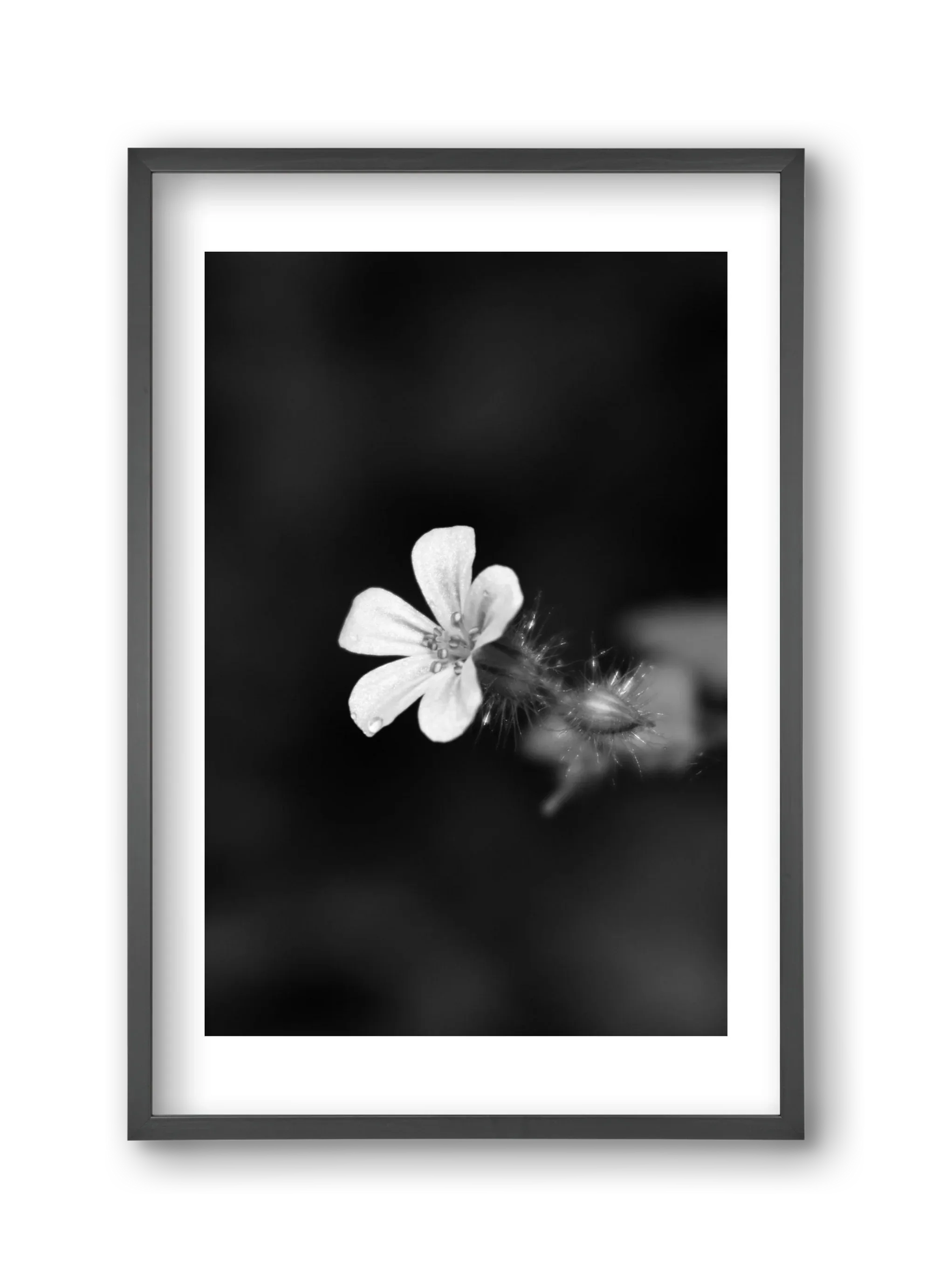 Geranium - artbridge