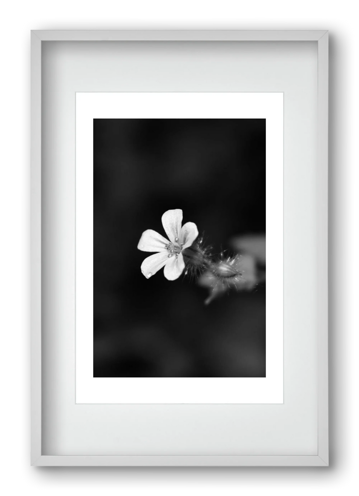 Geranium - artbridge
