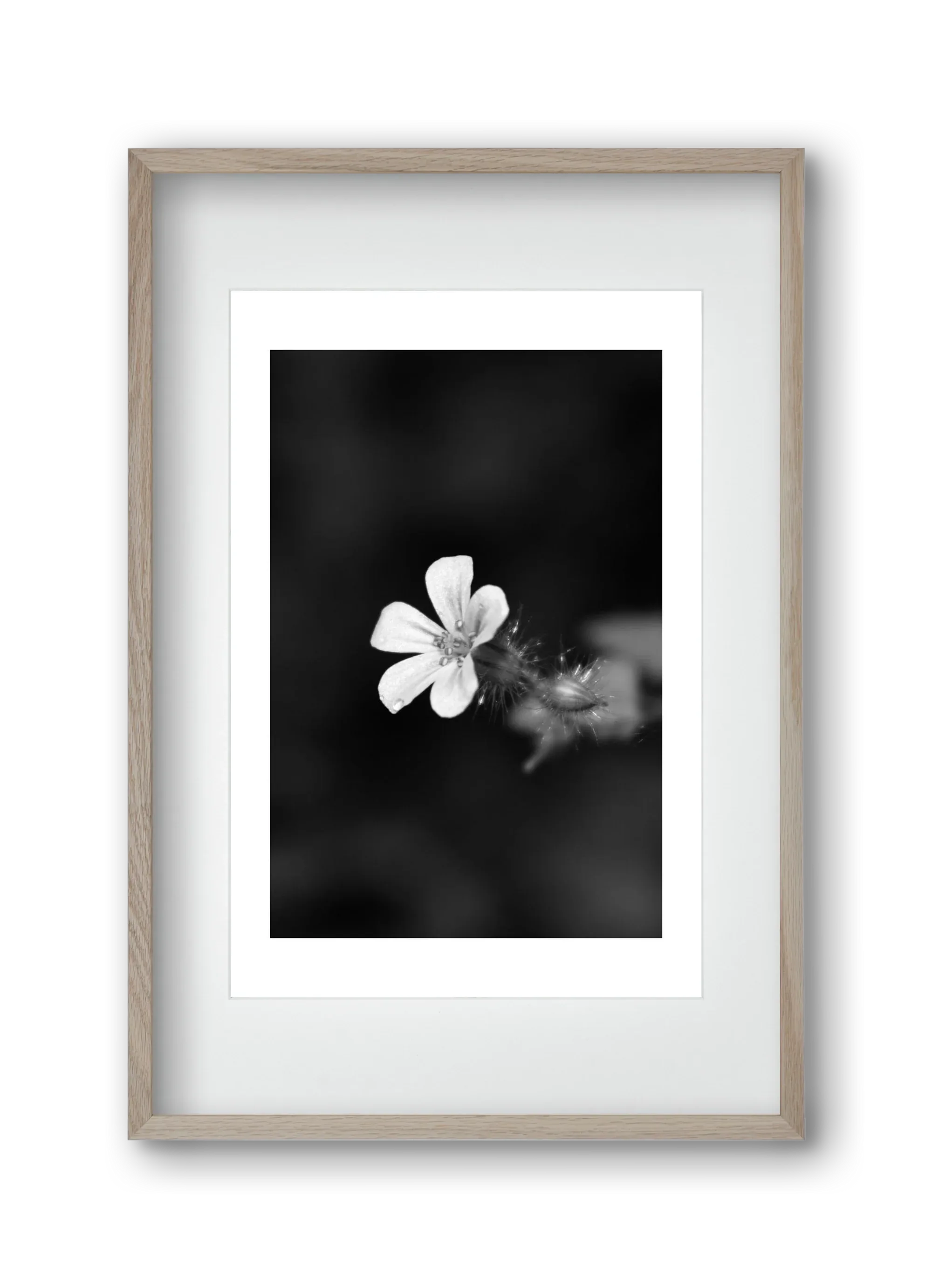 Geranium - artbridge
