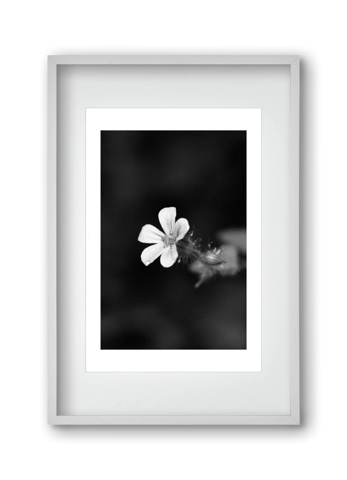Geranium - artbridge