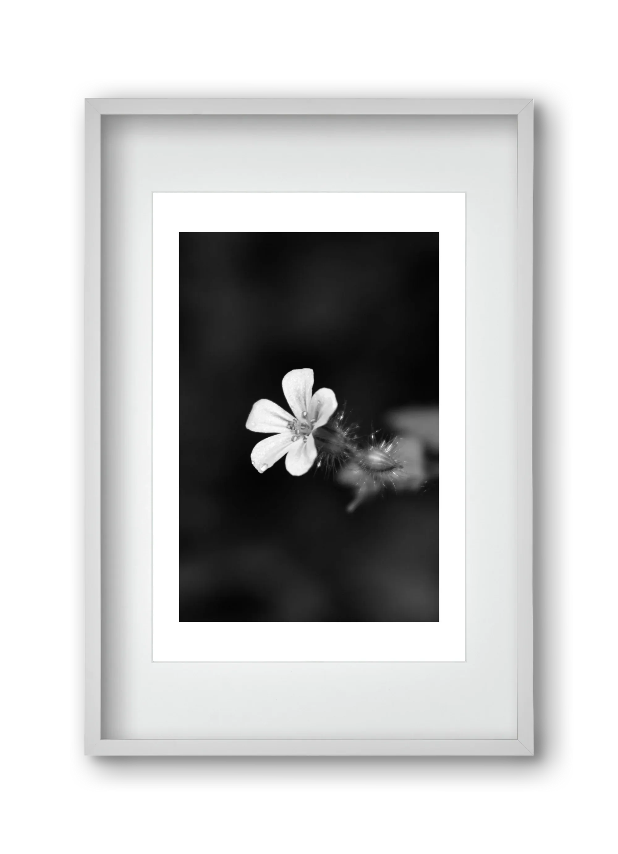 Geranium - artbridge