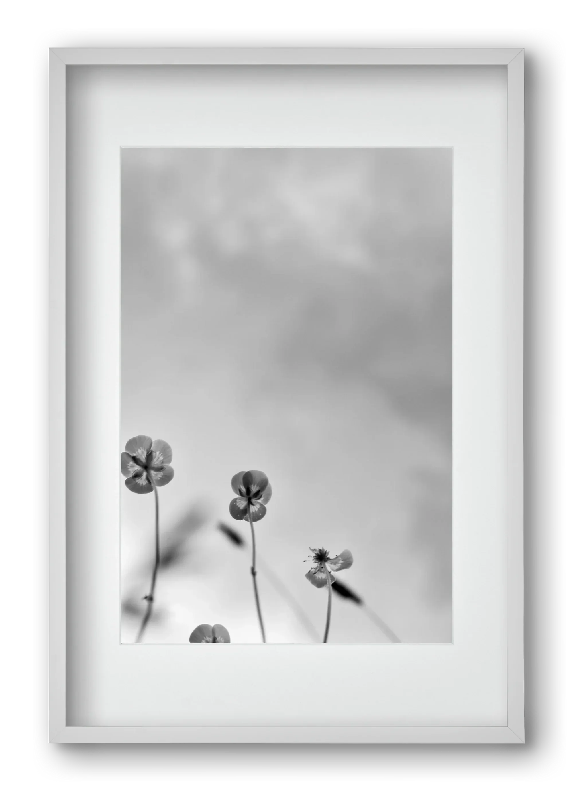 Buttercups - artbridge