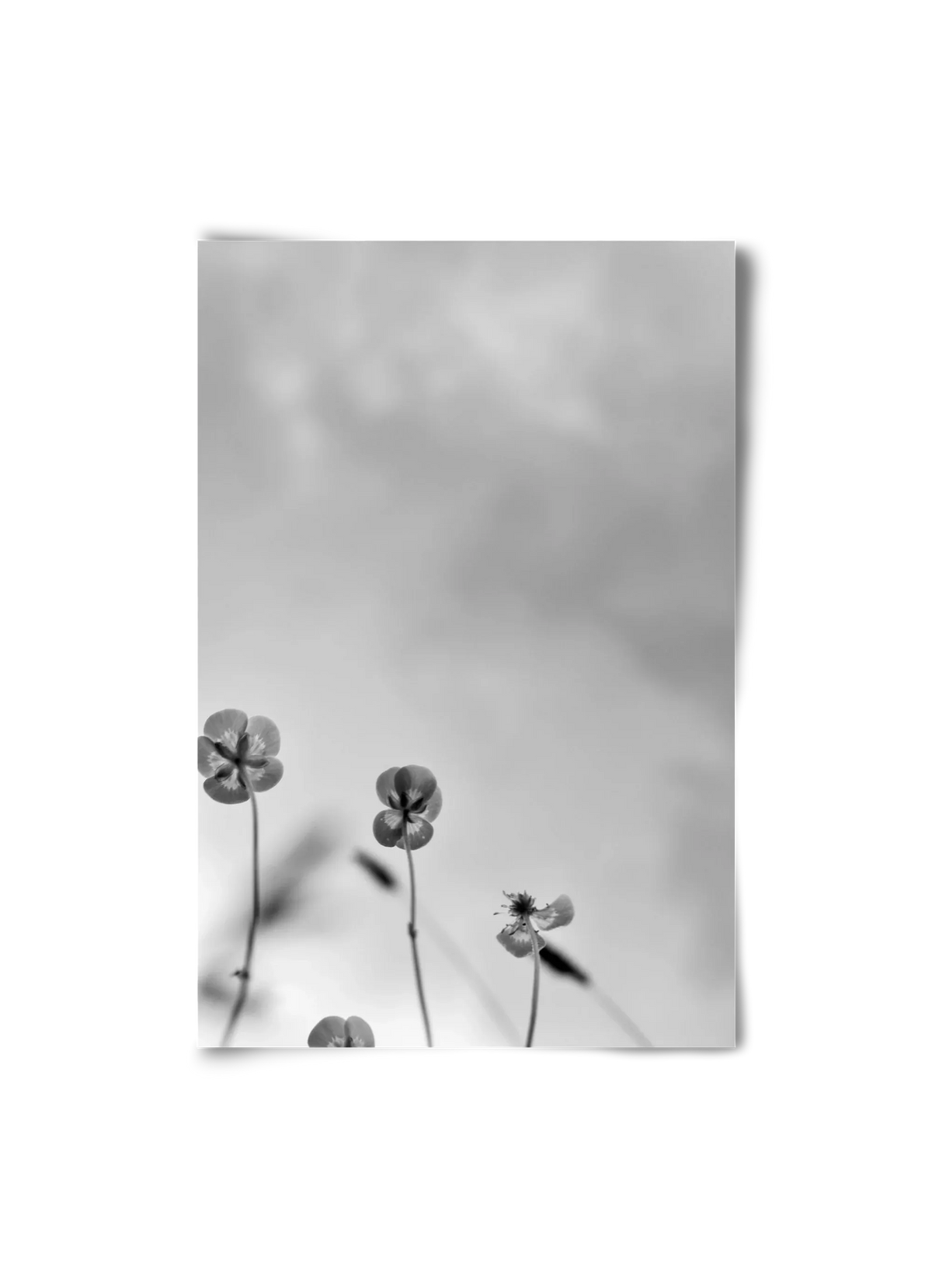 Buttercups - artbridge