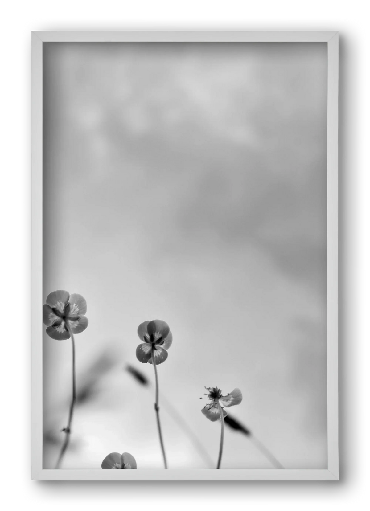 Buttercups - artbridge
