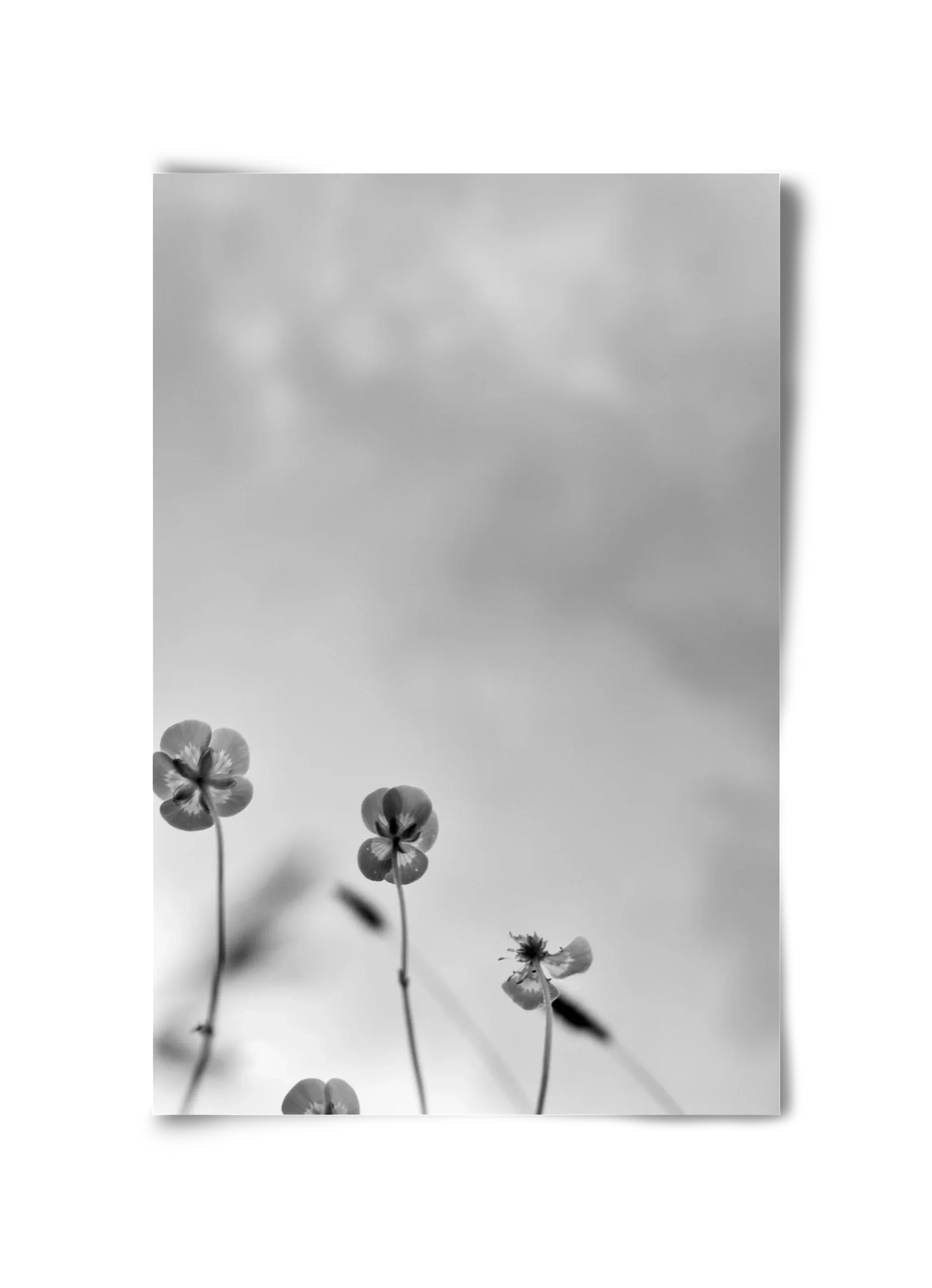 Buttercups - artbridge