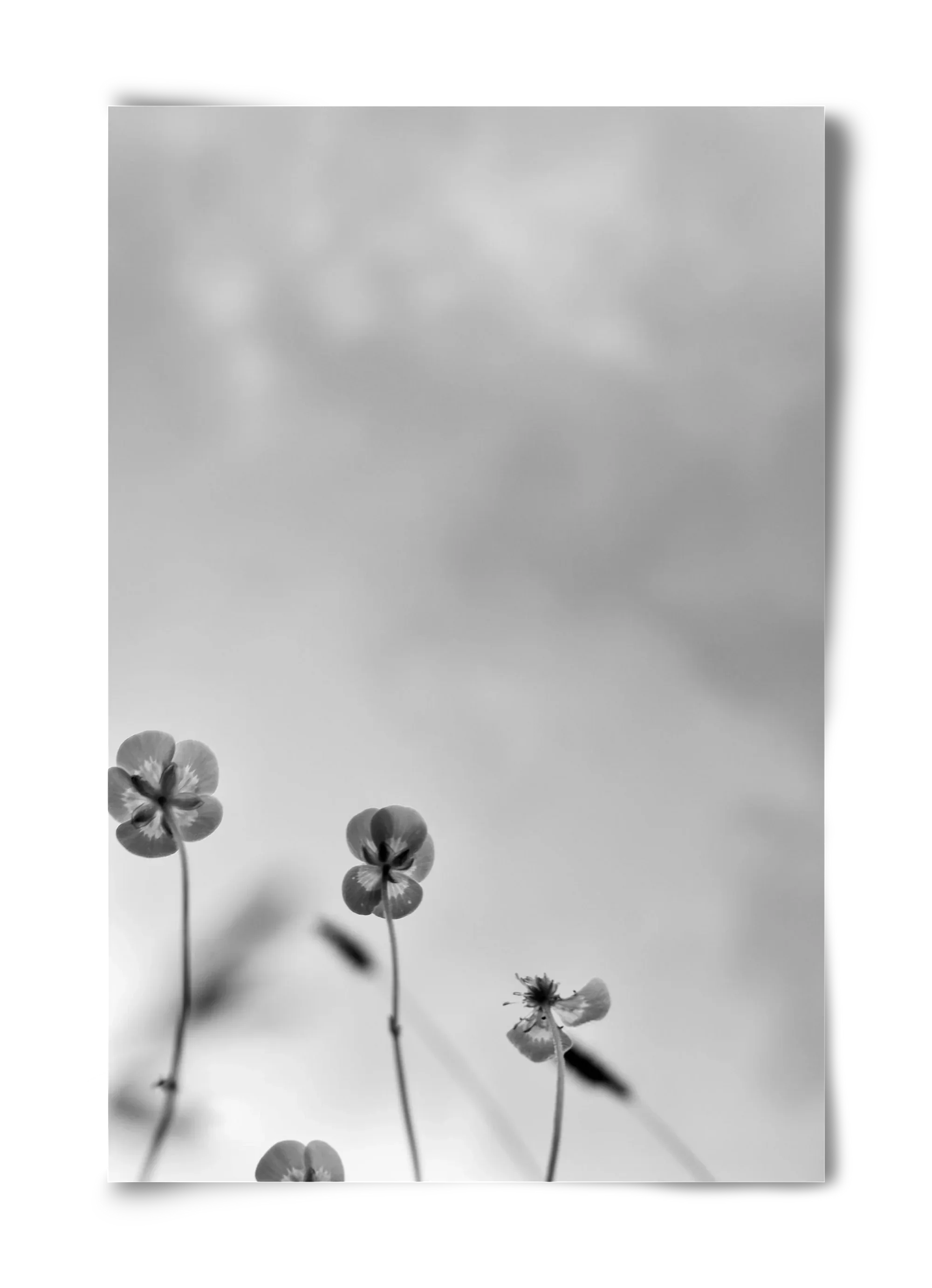 Buttercups - artbridge