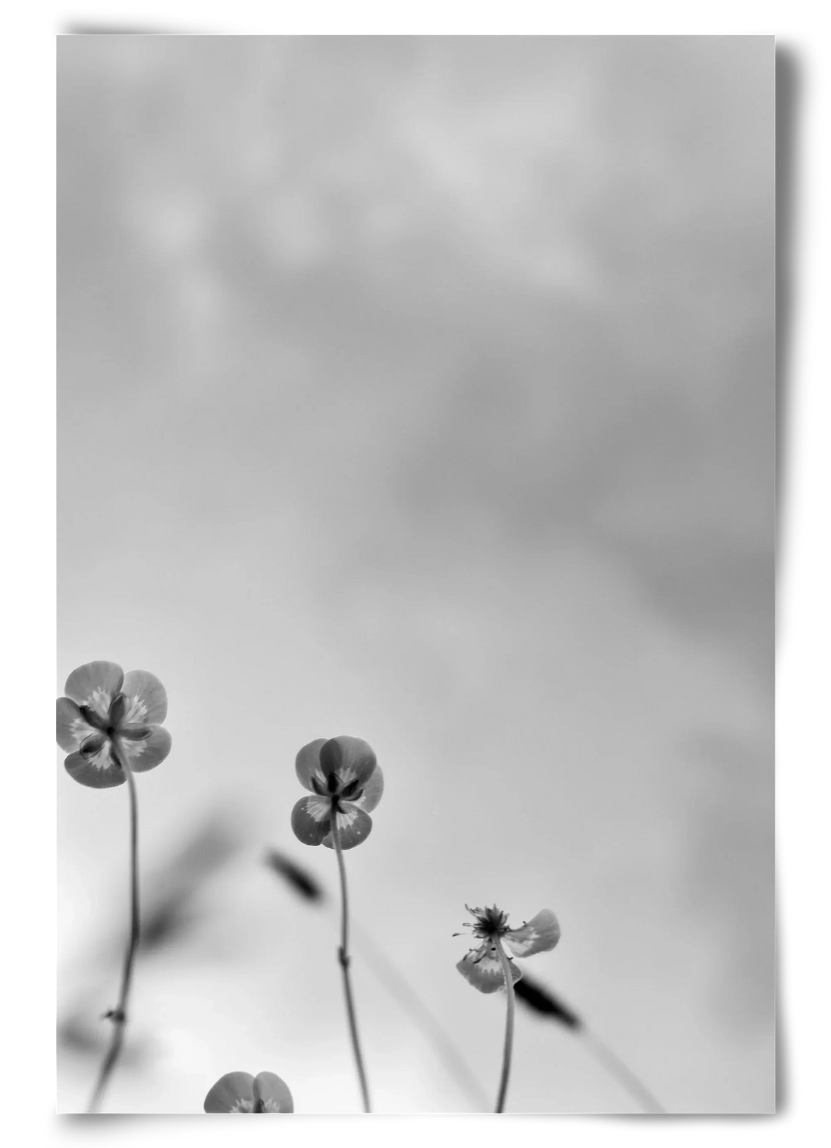 Buttercups - artbridge