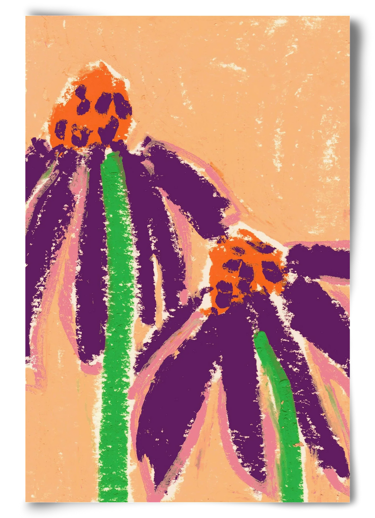 Echinacea - artbridge