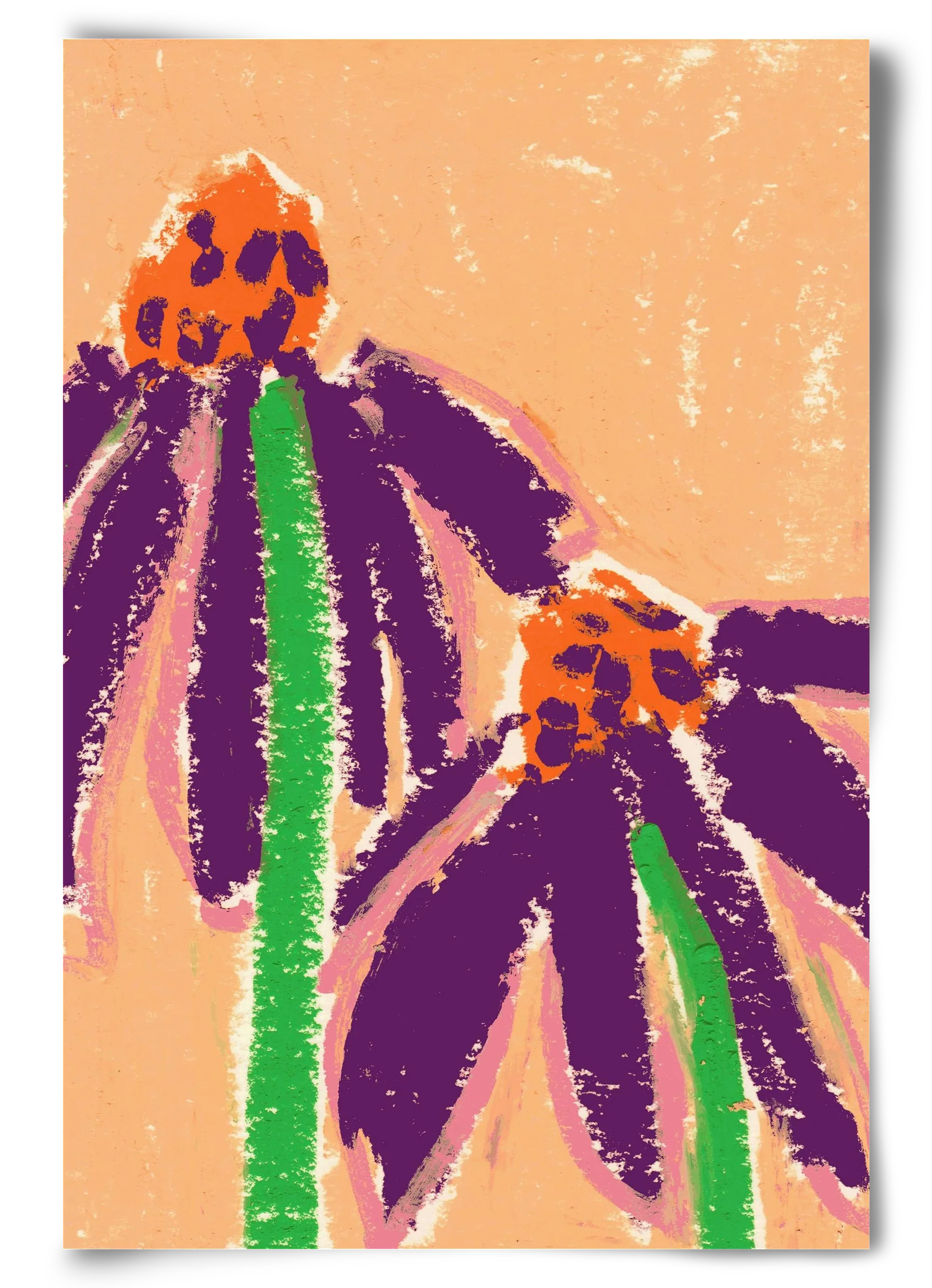 Echinacea - artbridge