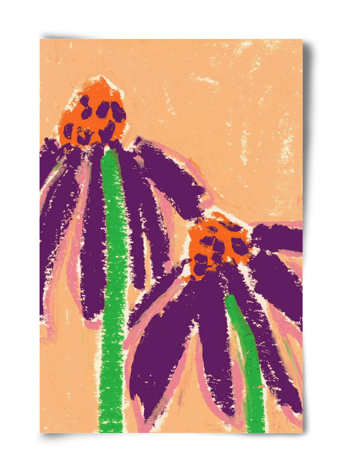 Echinacea - artbridge