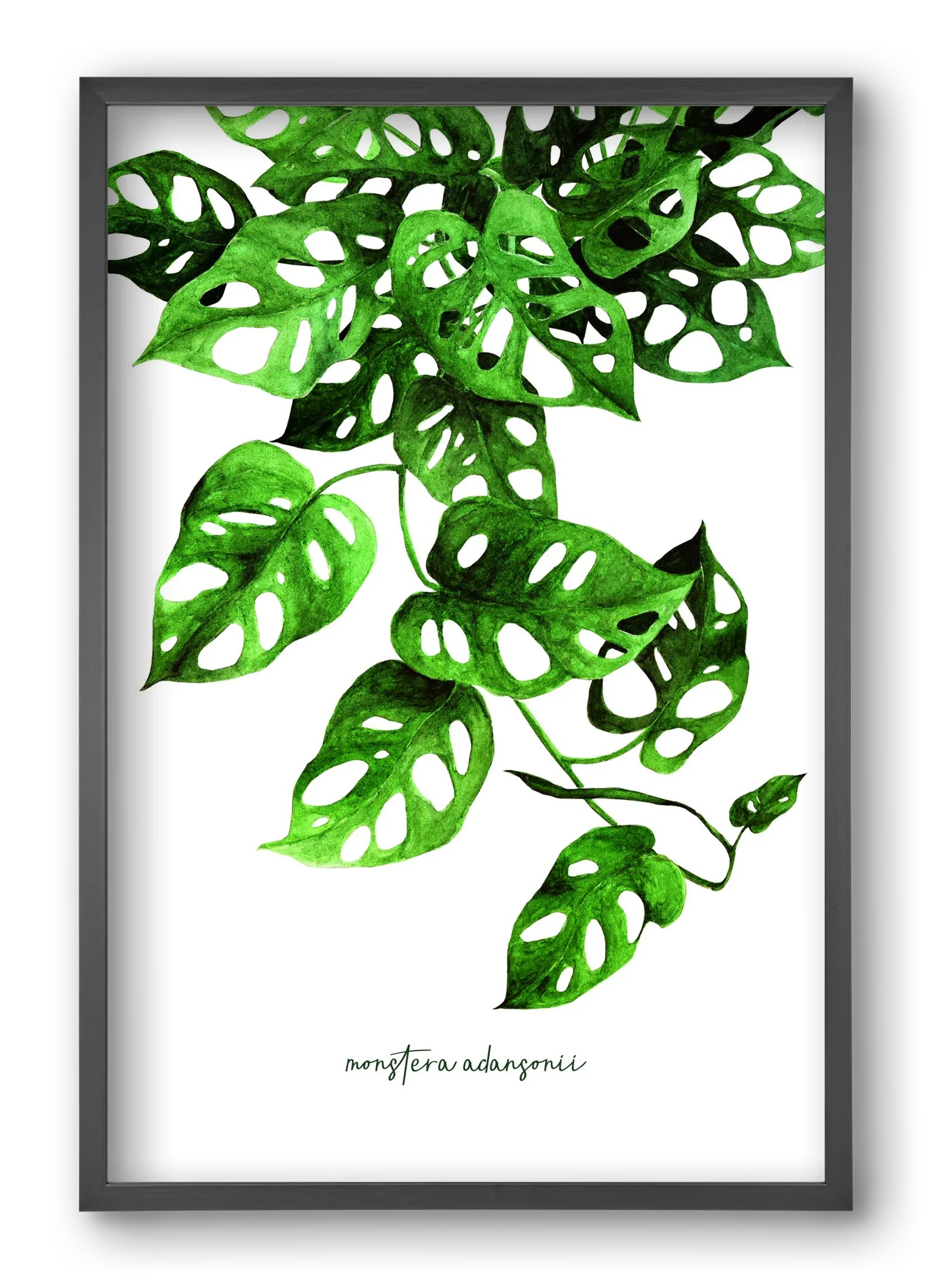 monstera adansonii - artbridge
