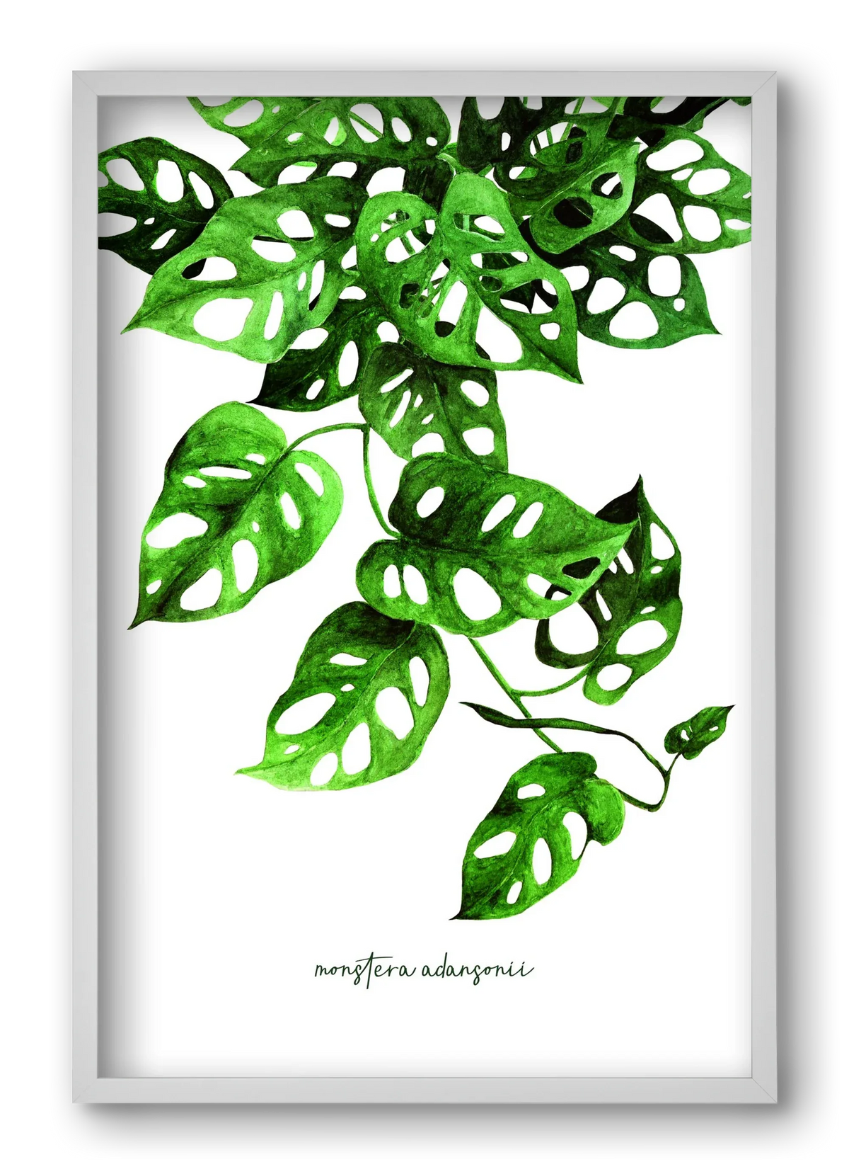 monstera adansonii - artbridge