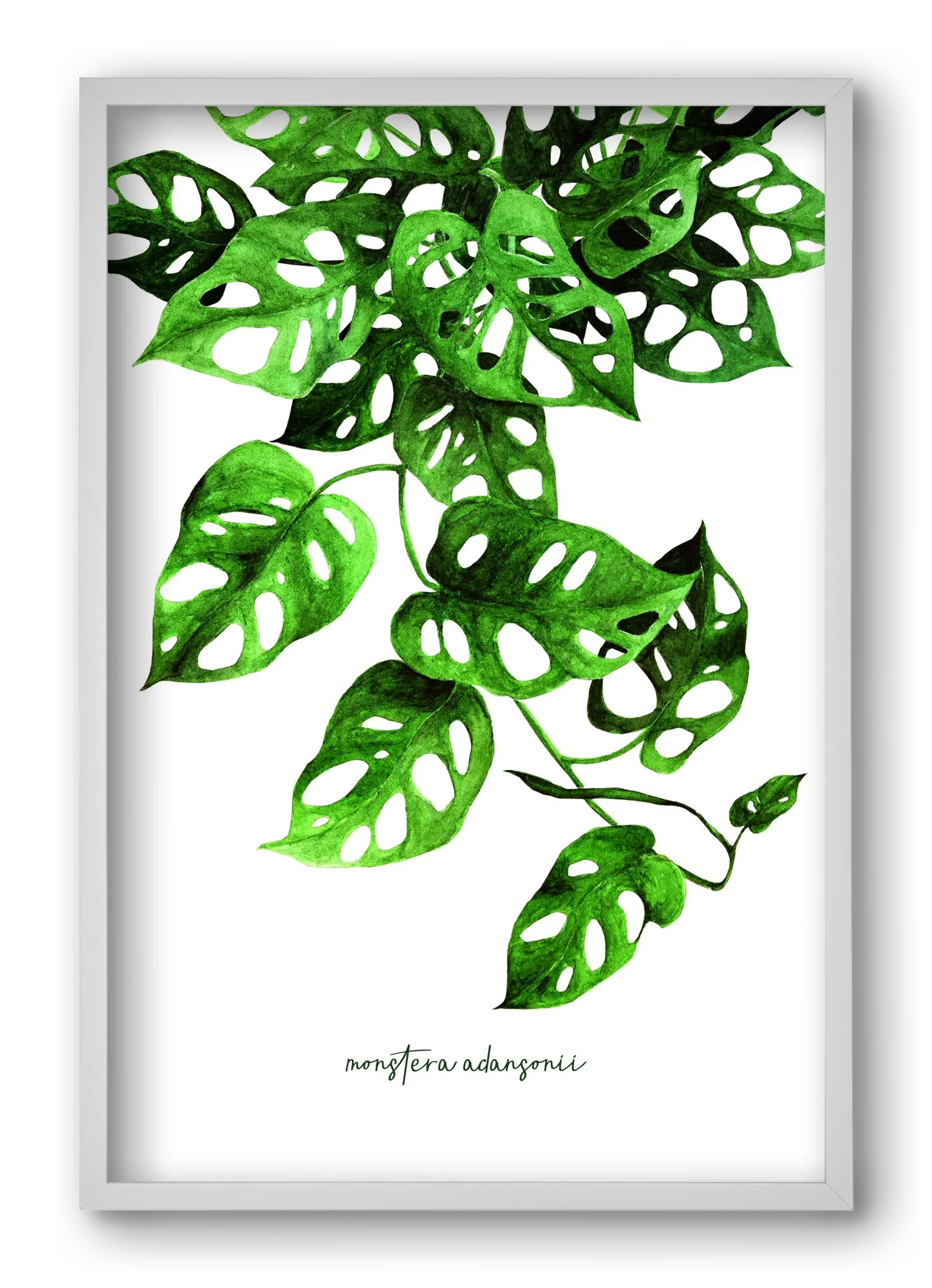 monstera adansonii - artbridge