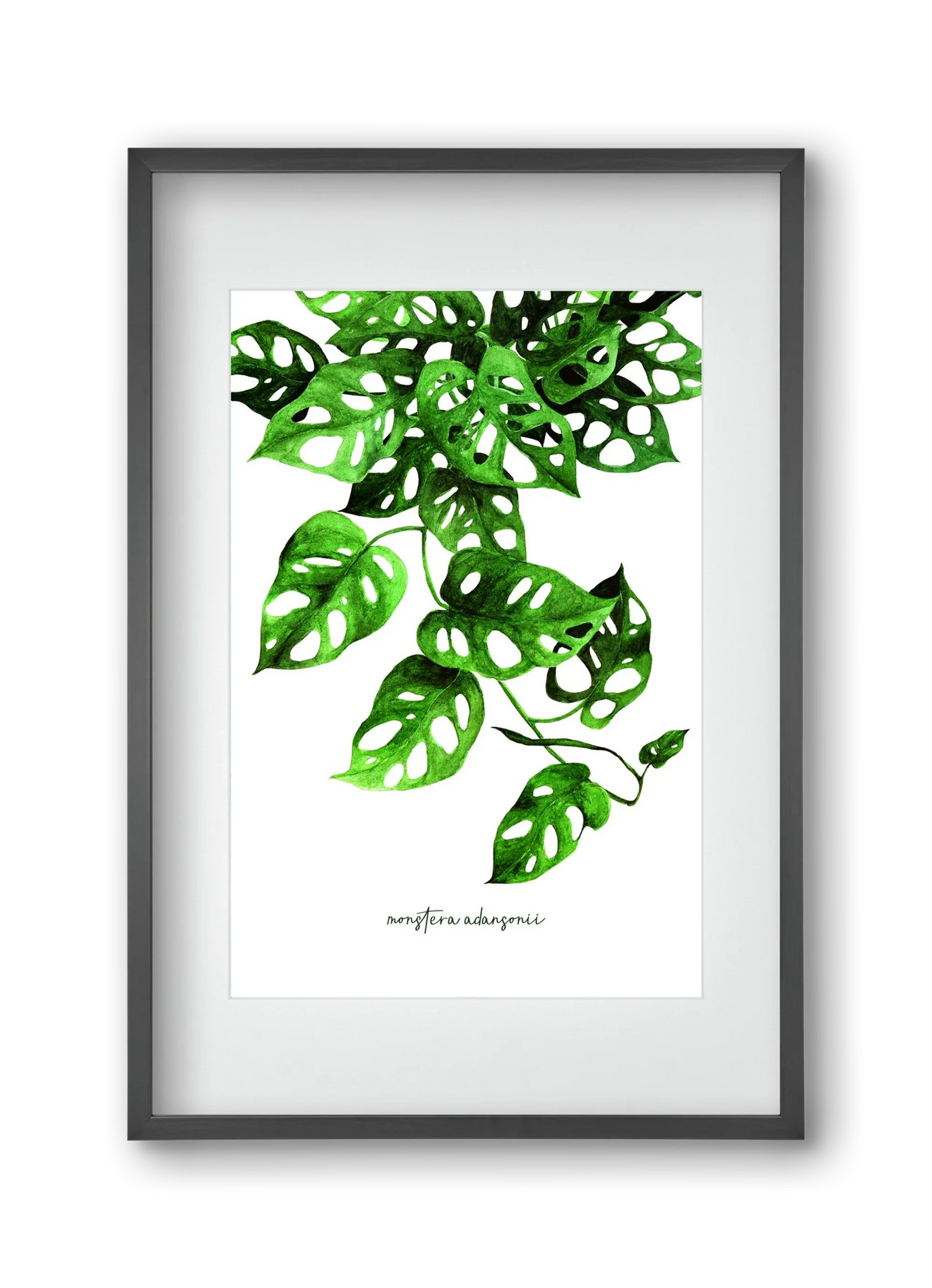 monstera adansonii - artbridge