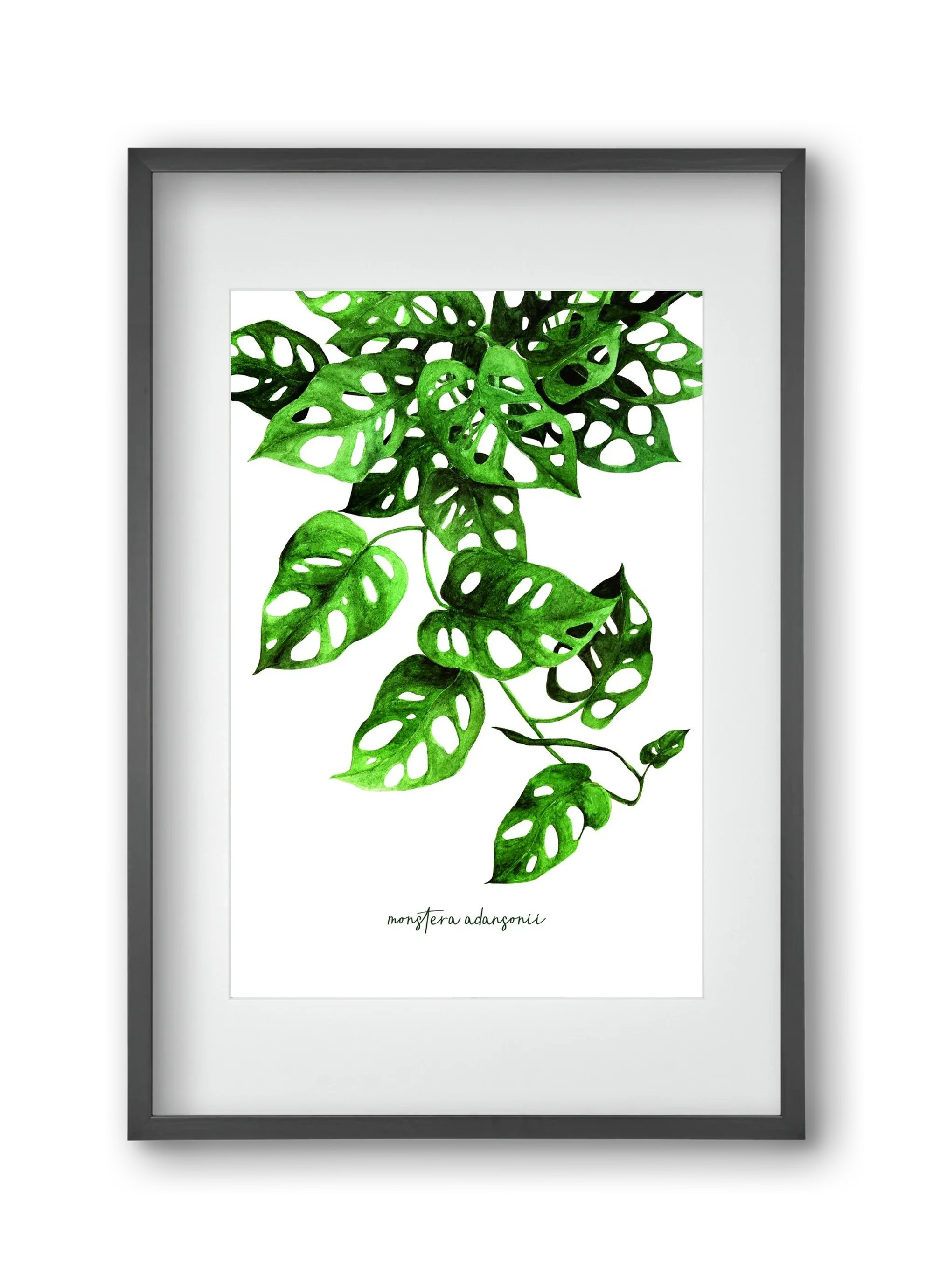 monstera adansonii - artbridge