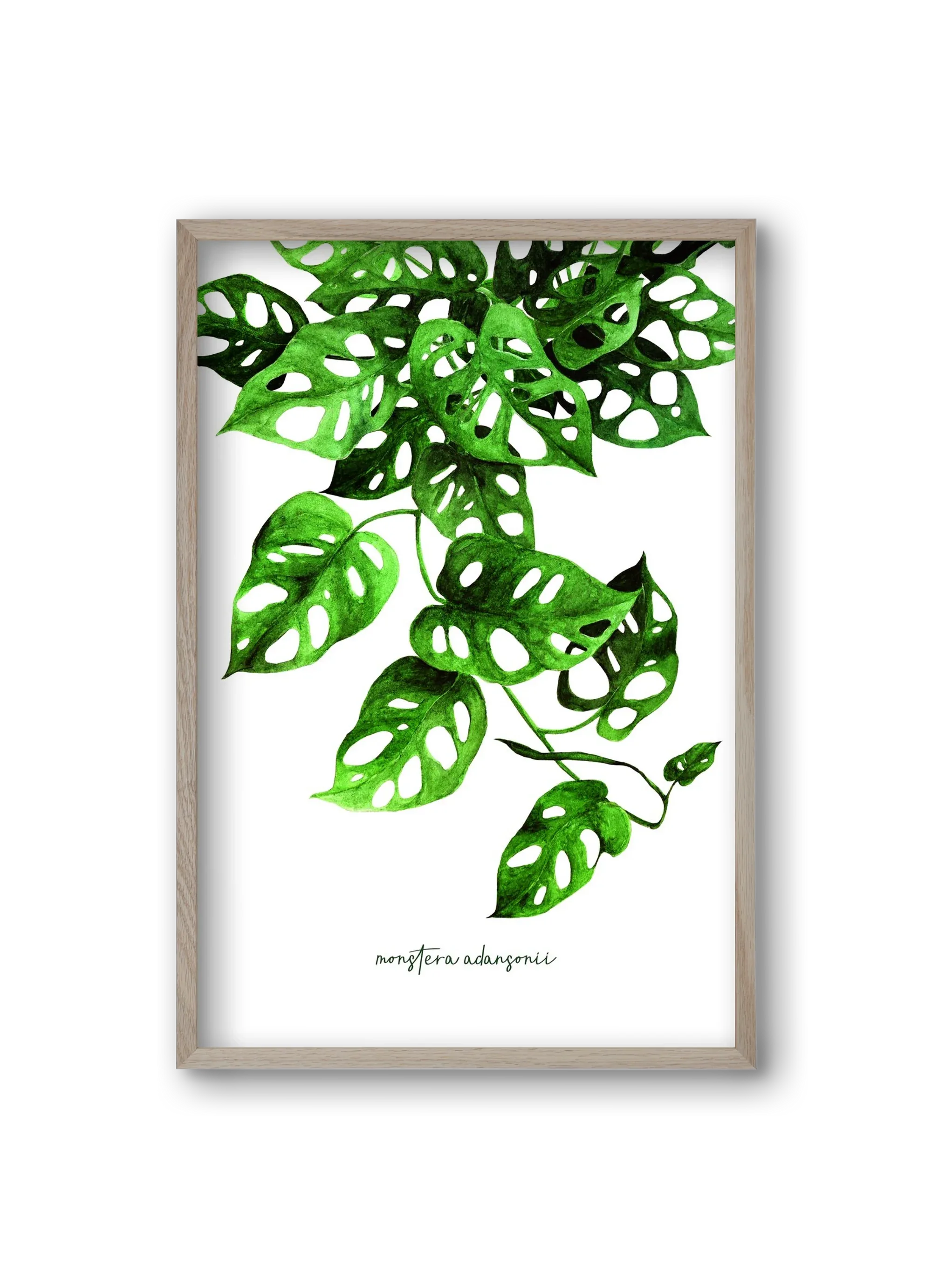 monstera adansonii - artbridge
