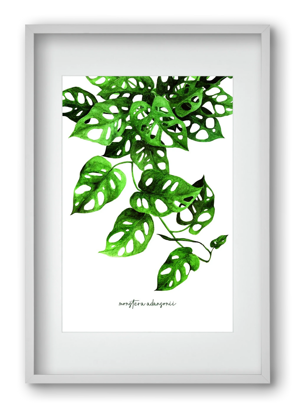 monstera adansonii - artbridge