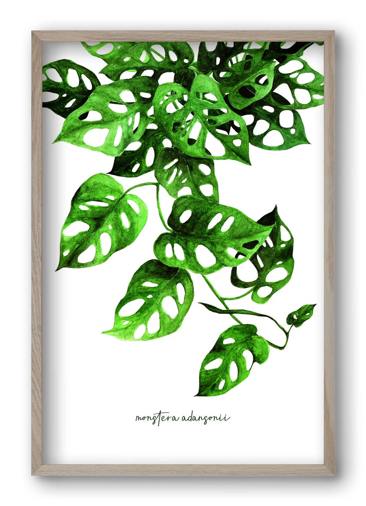 monstera adansonii - artbridge