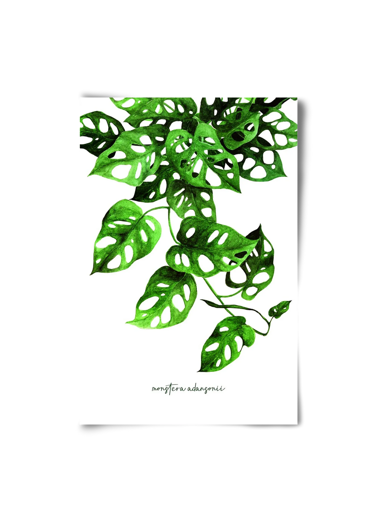 monstera adansonii - artbridge
