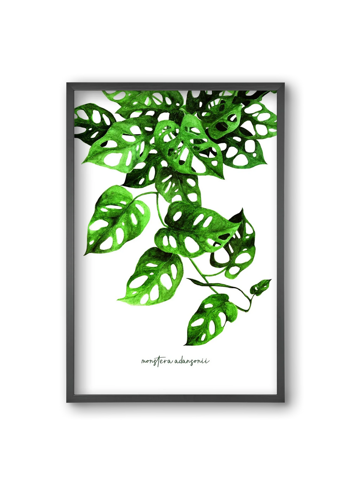 monstera adansonii - artbridge