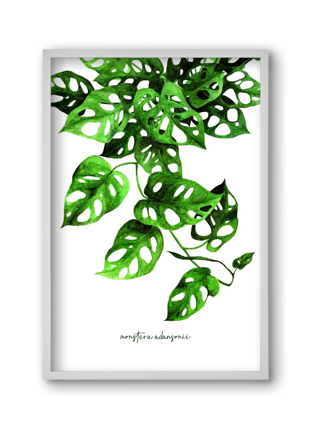 monstera adansonii - artbridge