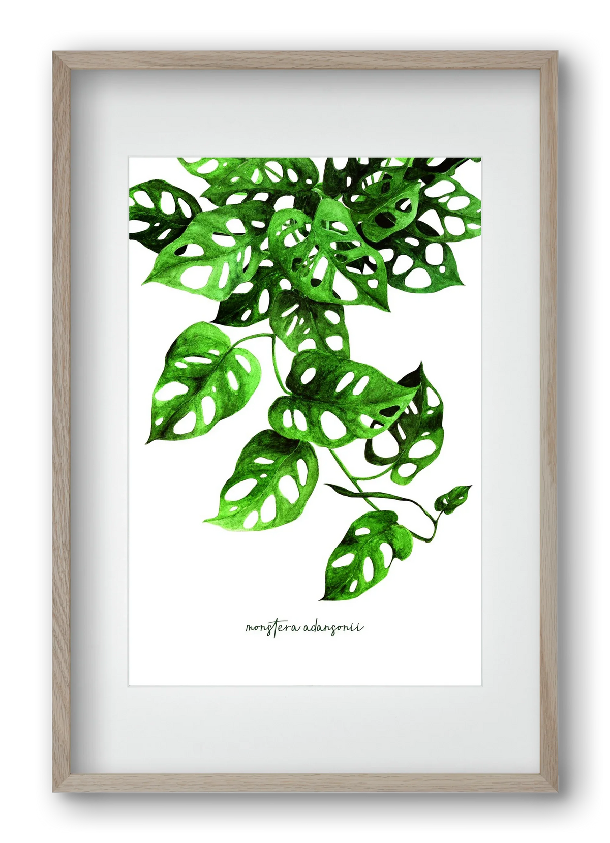 monstera adansonii - artbridge