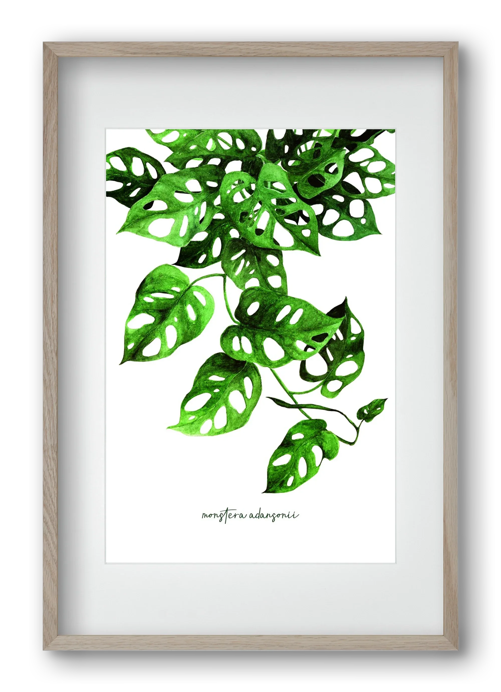 monstera adansonii - artbridge