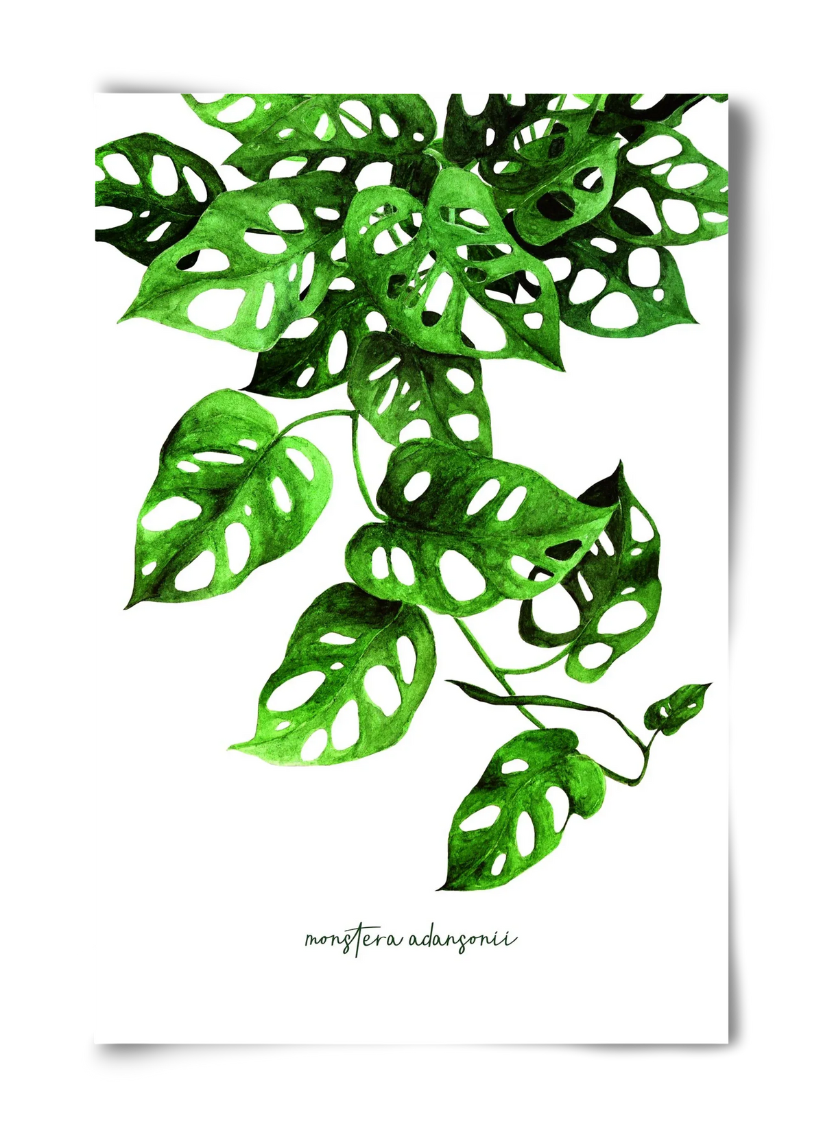 monstera adansonii - artbridge