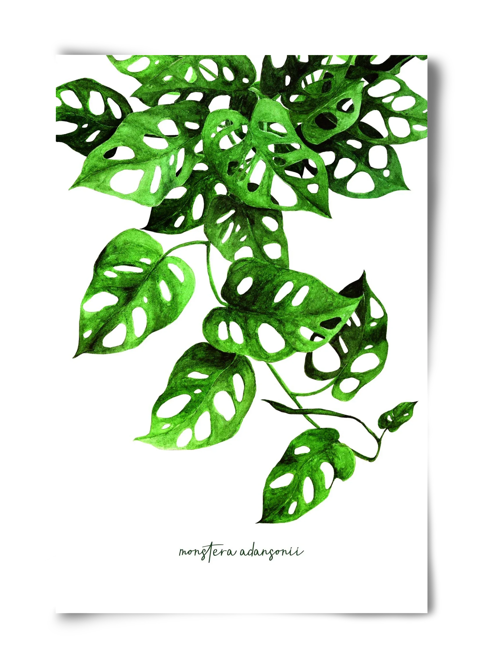 monstera adansonii - artbridge