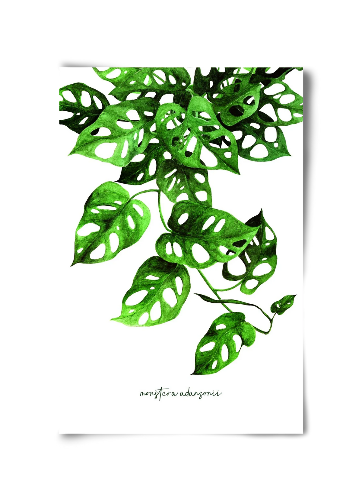 monstera adansonii - artbridge