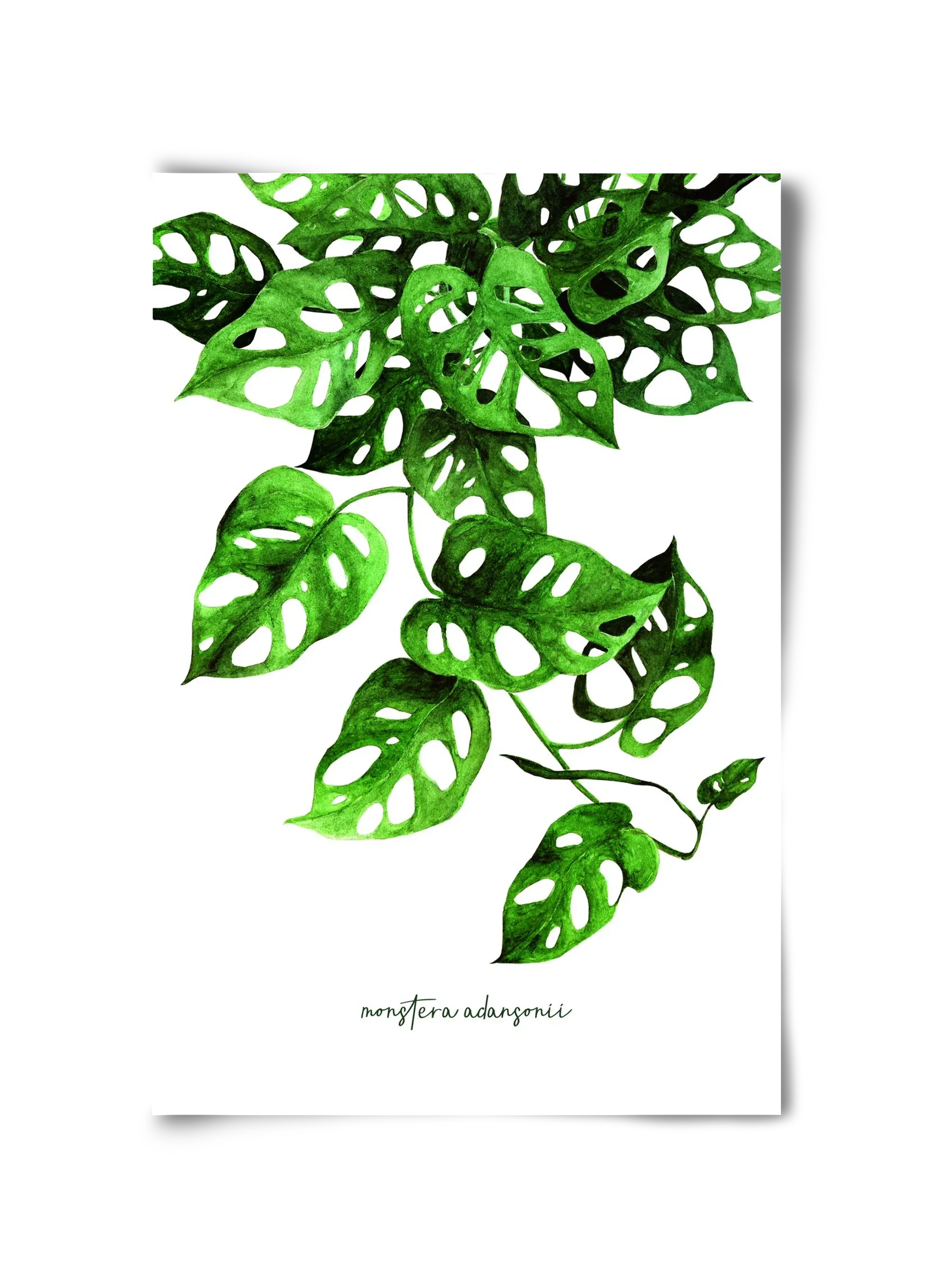 monstera adansonii - artbridge