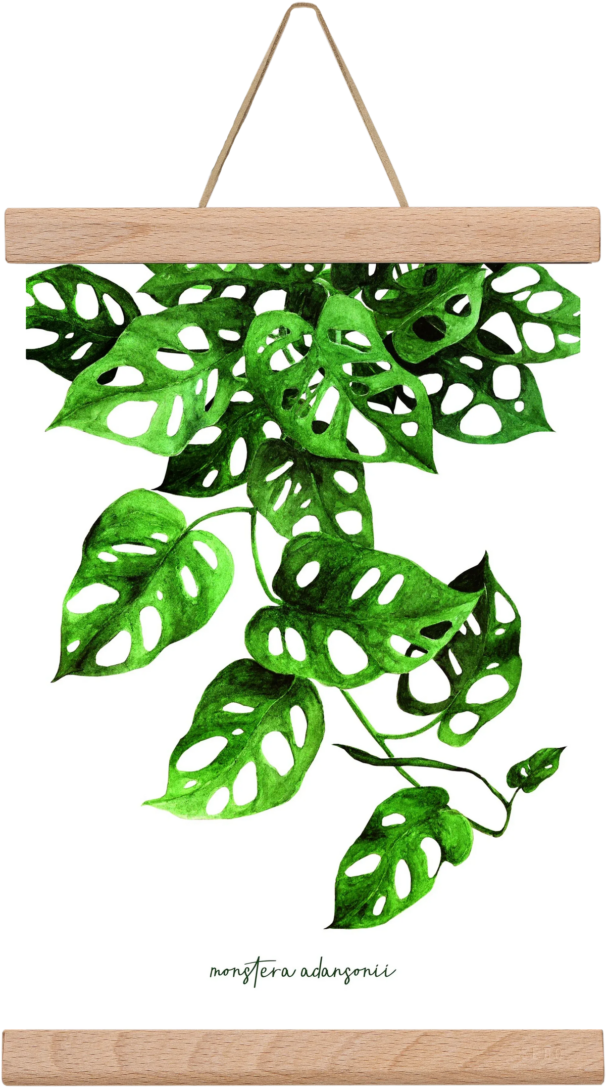 monstera adansonii - artbridge